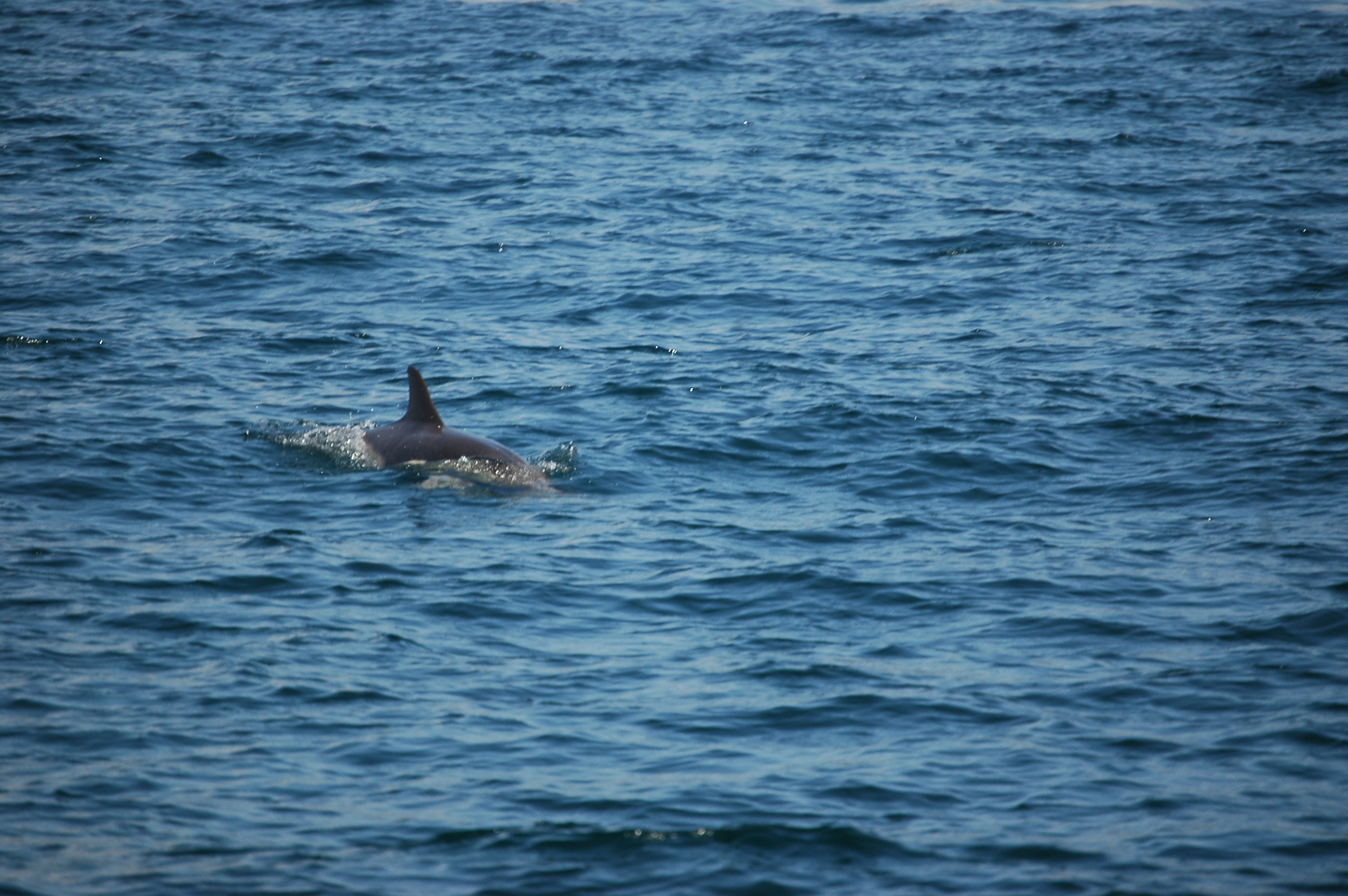 photos/wildlife/Mammal_Species/Dolphins/dsc_0838.jpg