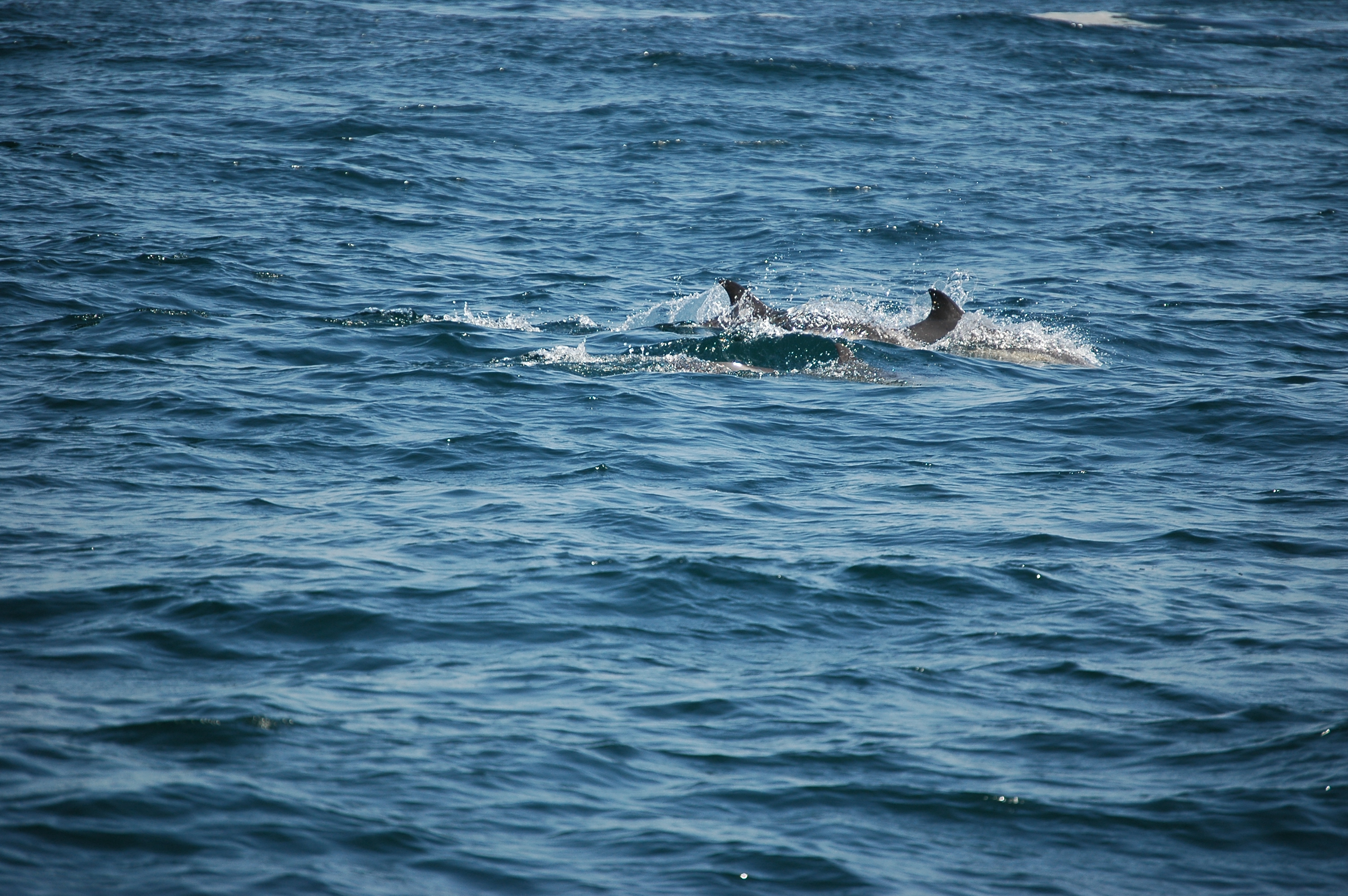 photos/wildlife/Mammal_Species/Dolphins/dsc_0841.jpg