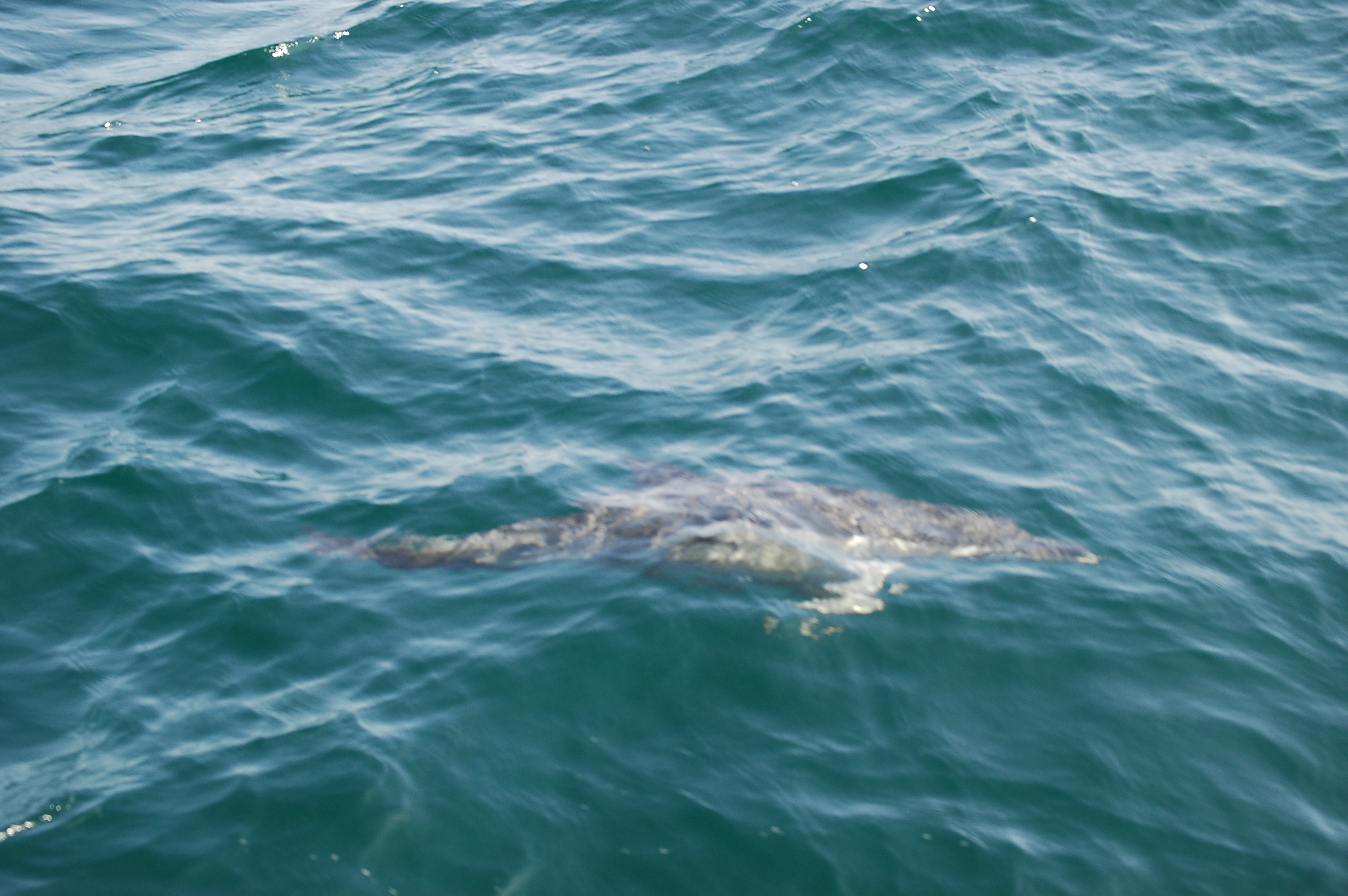 photos/wildlife/Mammal_Species/Dolphins/dsc_0842.jpg