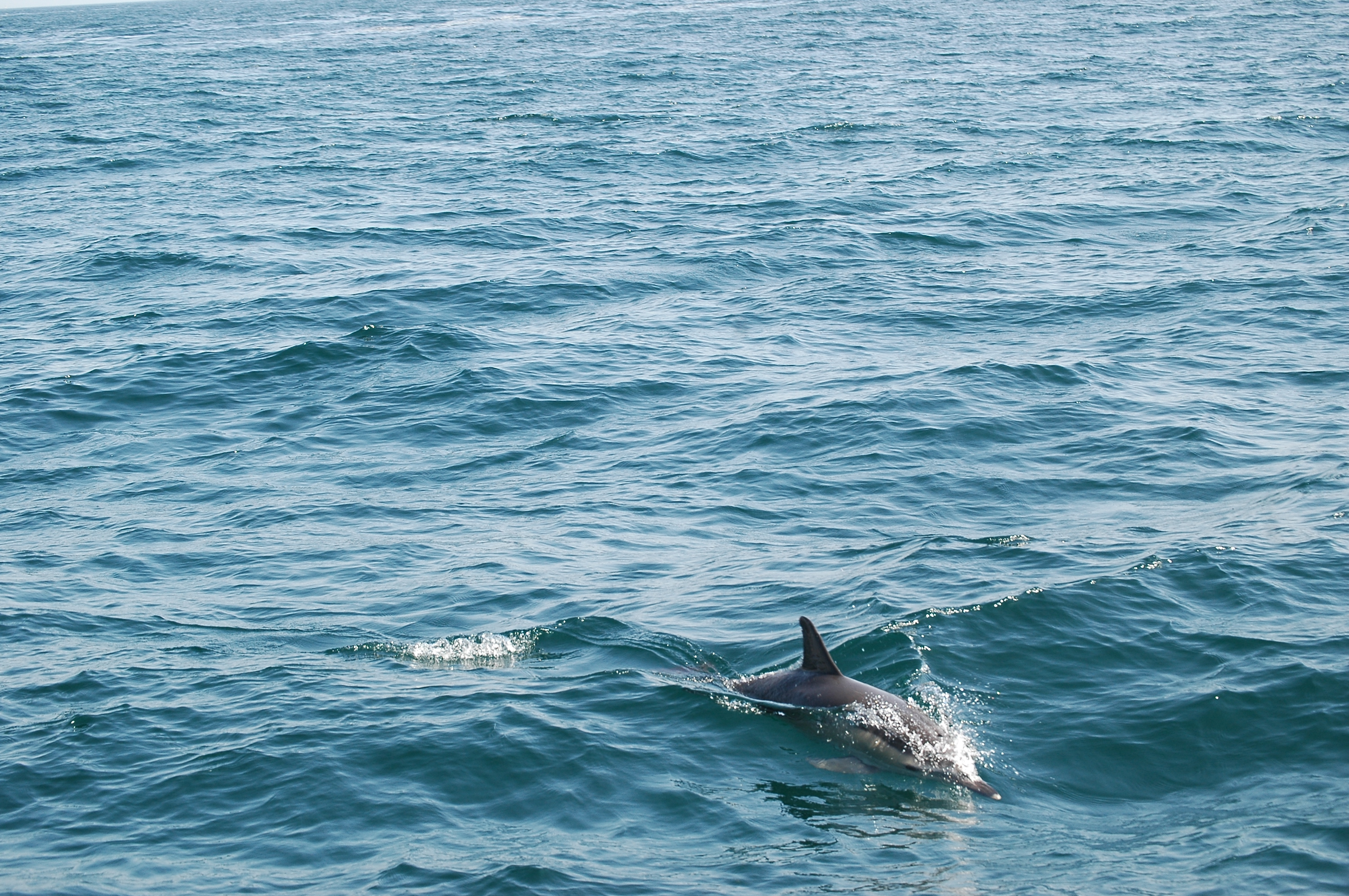 photos/wildlife/Mammal_Species/Dolphins/dsc_0843.jpg