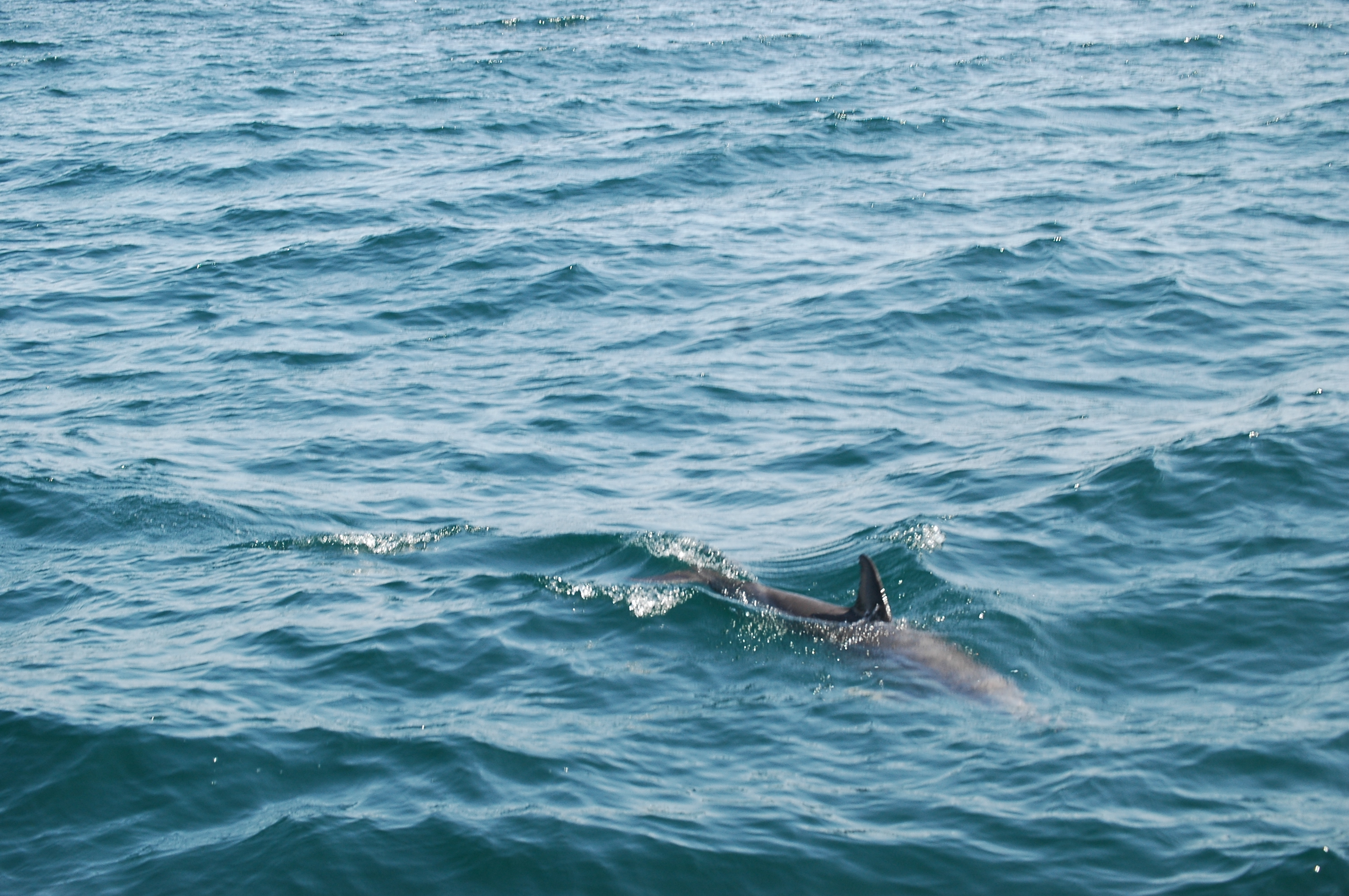 photos/wildlife/Mammal_Species/Dolphins/dsc_0844.jpg