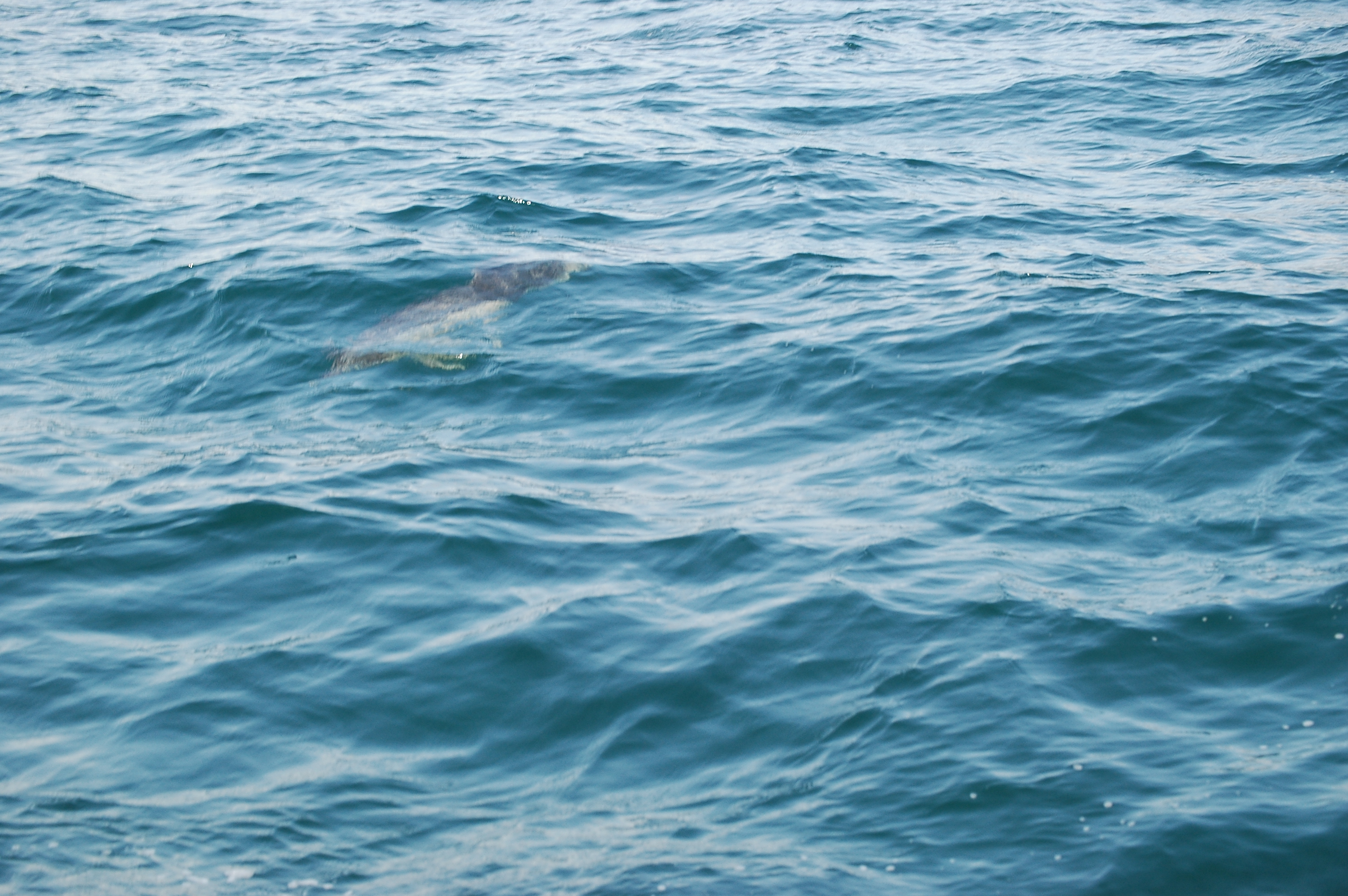 photos/wildlife/Mammal_Species/Dolphins/dsc_0846.jpg