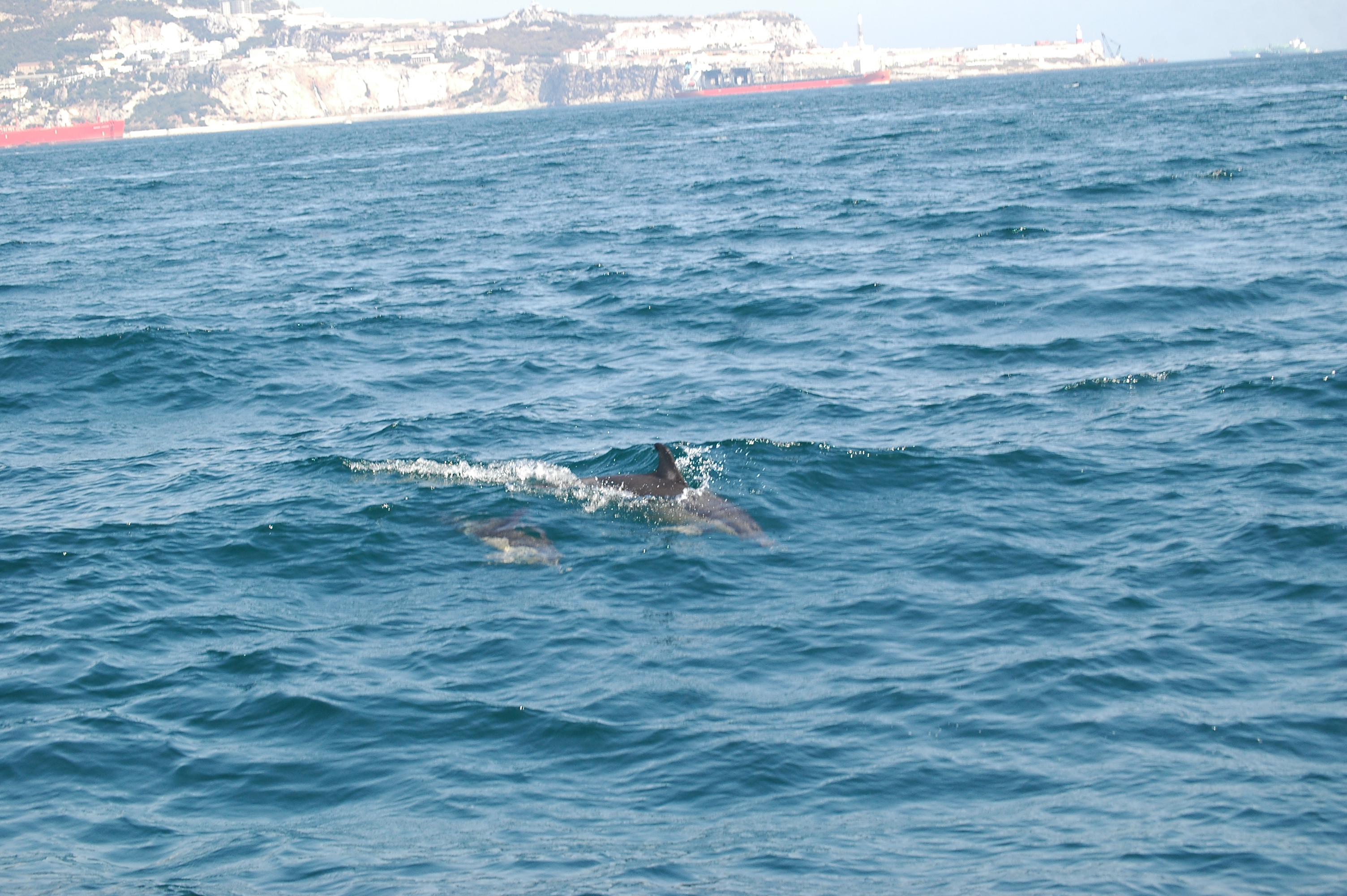 photos/wildlife/Mammal_Species/Dolphins/dsc_0847.jpg