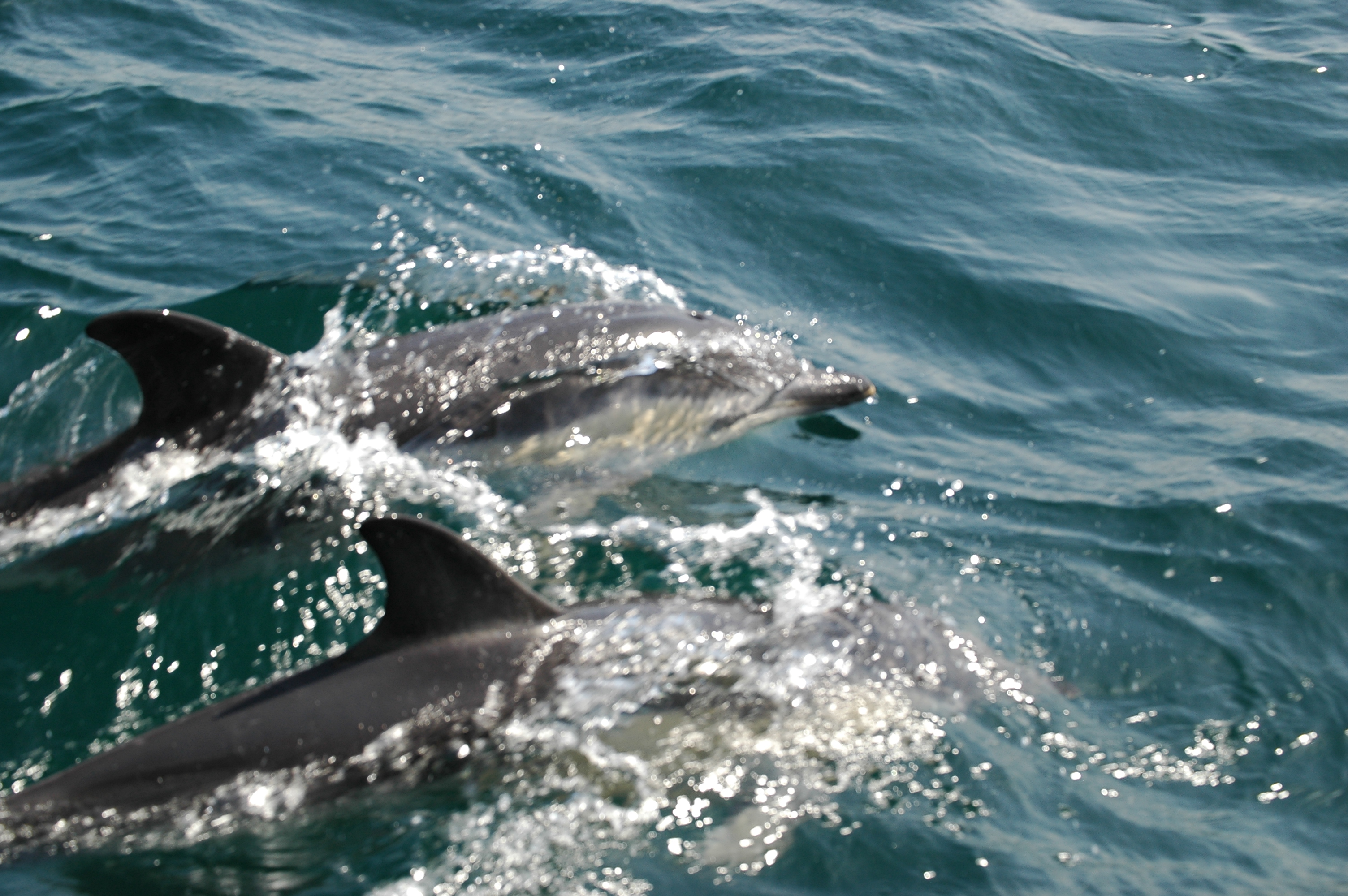 photos/wildlife/Mammal_Species/Dolphins/dsc_0849.jpg