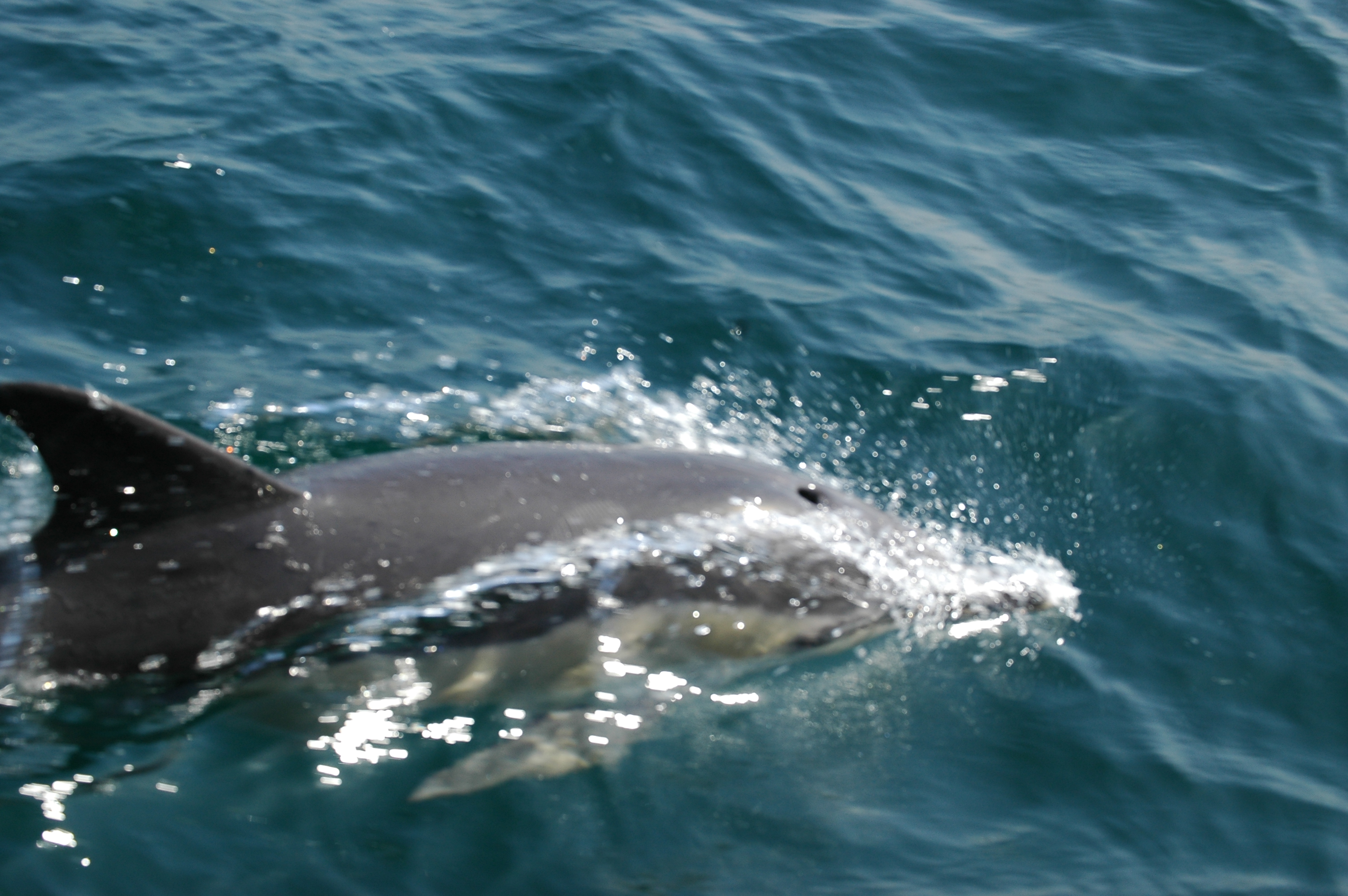 photos/wildlife/Mammal_Species/Dolphins/dsc_0851.jpg