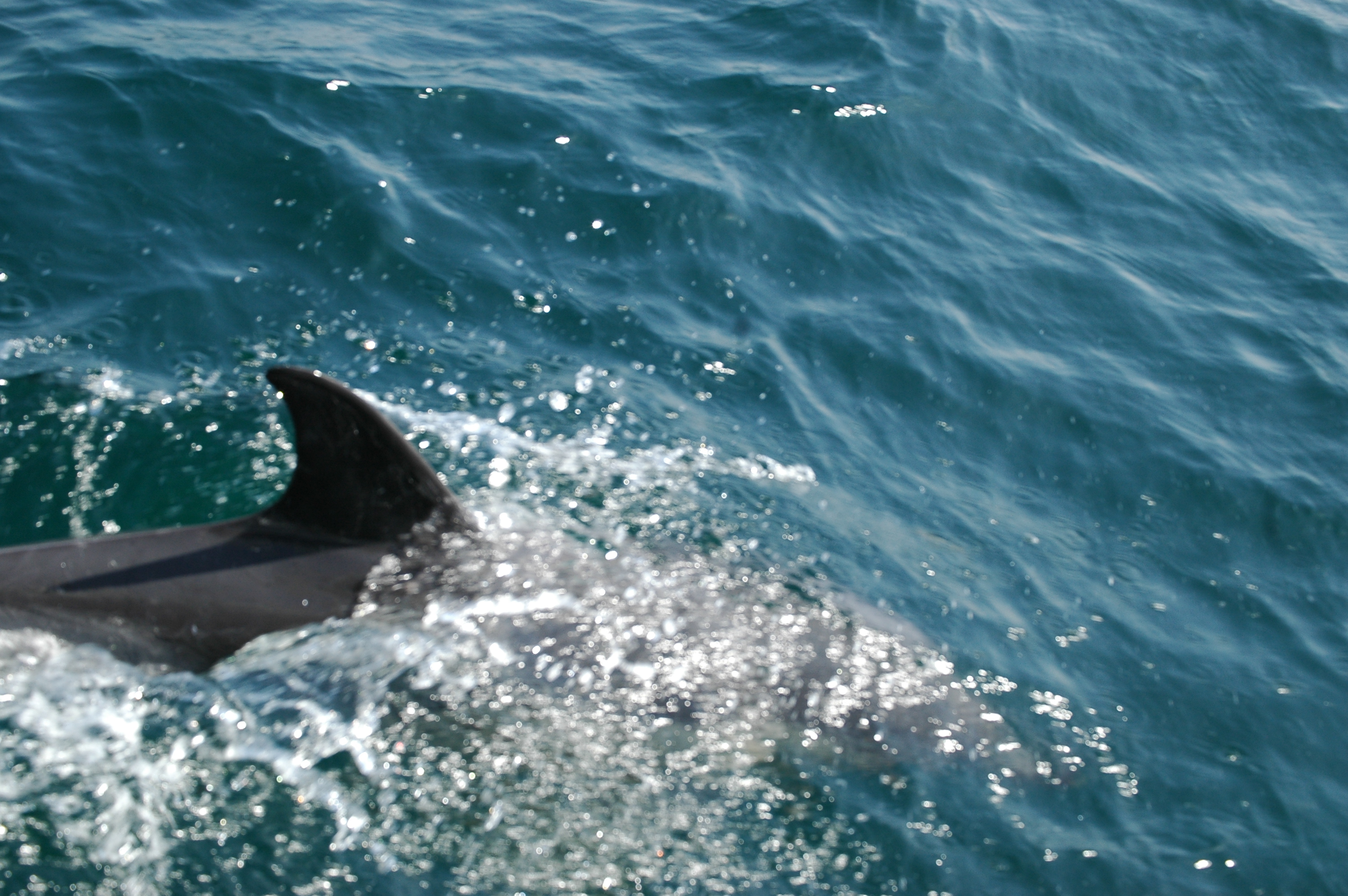 photos/wildlife/Mammal_Species/Dolphins/dsc_0852.jpg