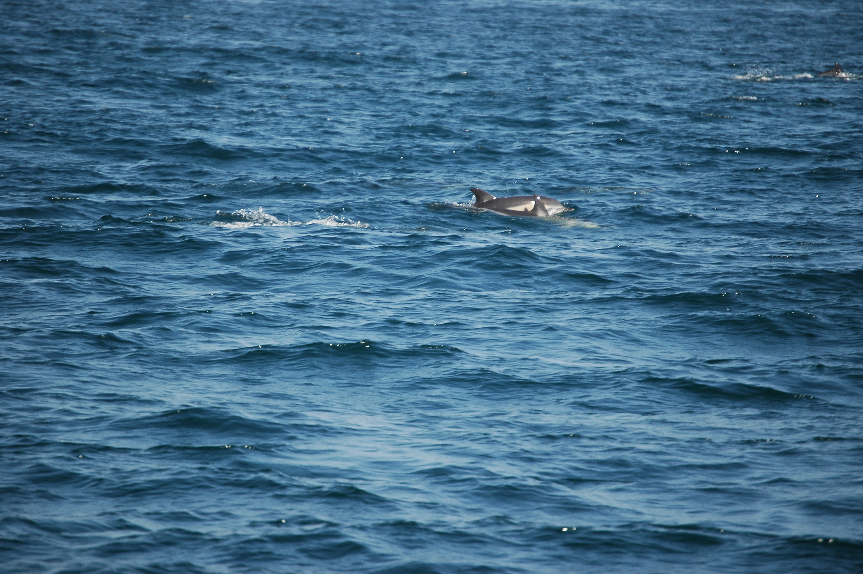 photos/wildlife/Mammal_Species/Dolphins/dsc_0854.jpg
