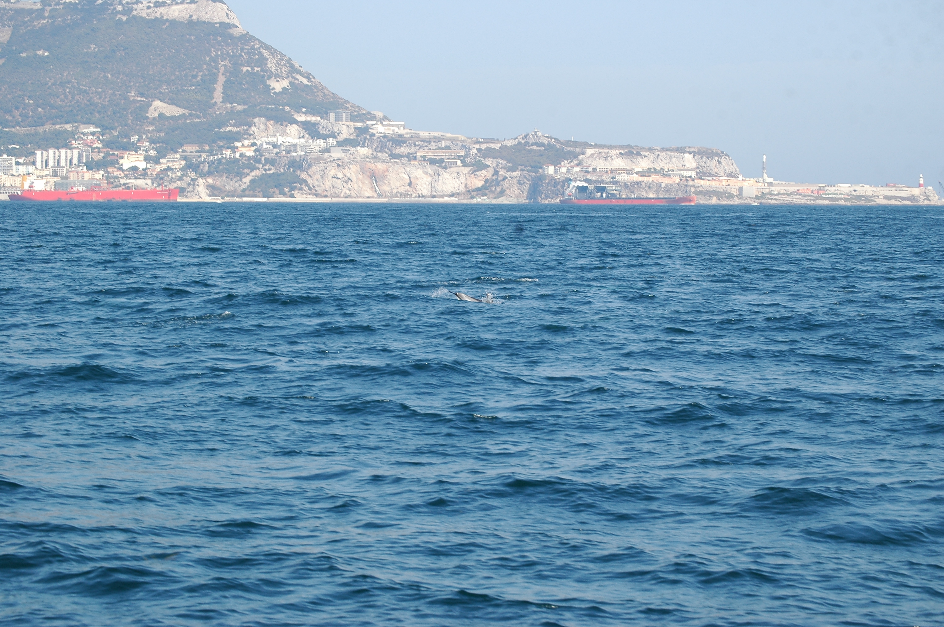 photos/wildlife/Mammal_Species/Dolphins/dsc_0856.jpg