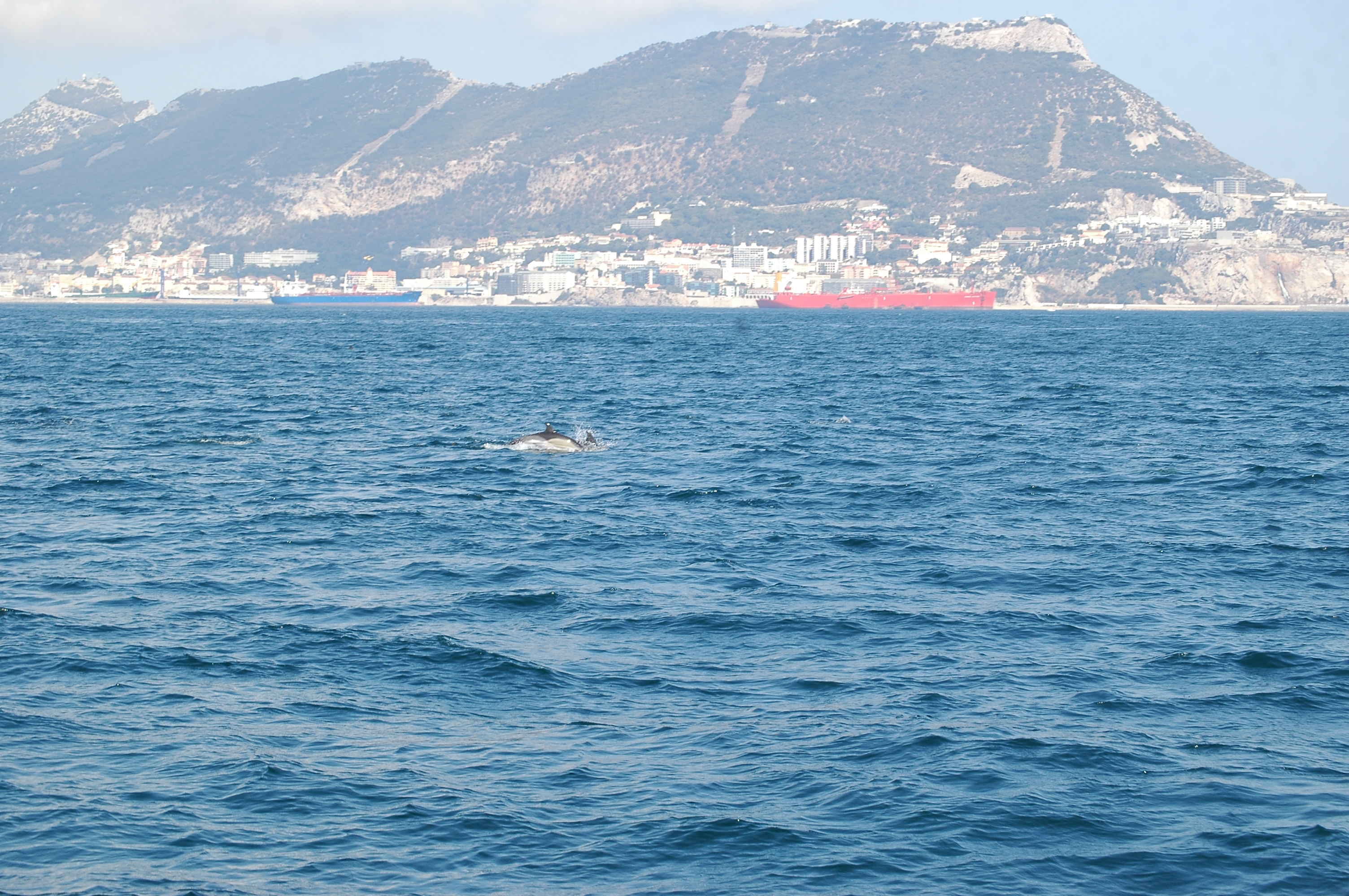 photos/wildlife/Mammal_Species/Dolphins/dsc_0857.jpg