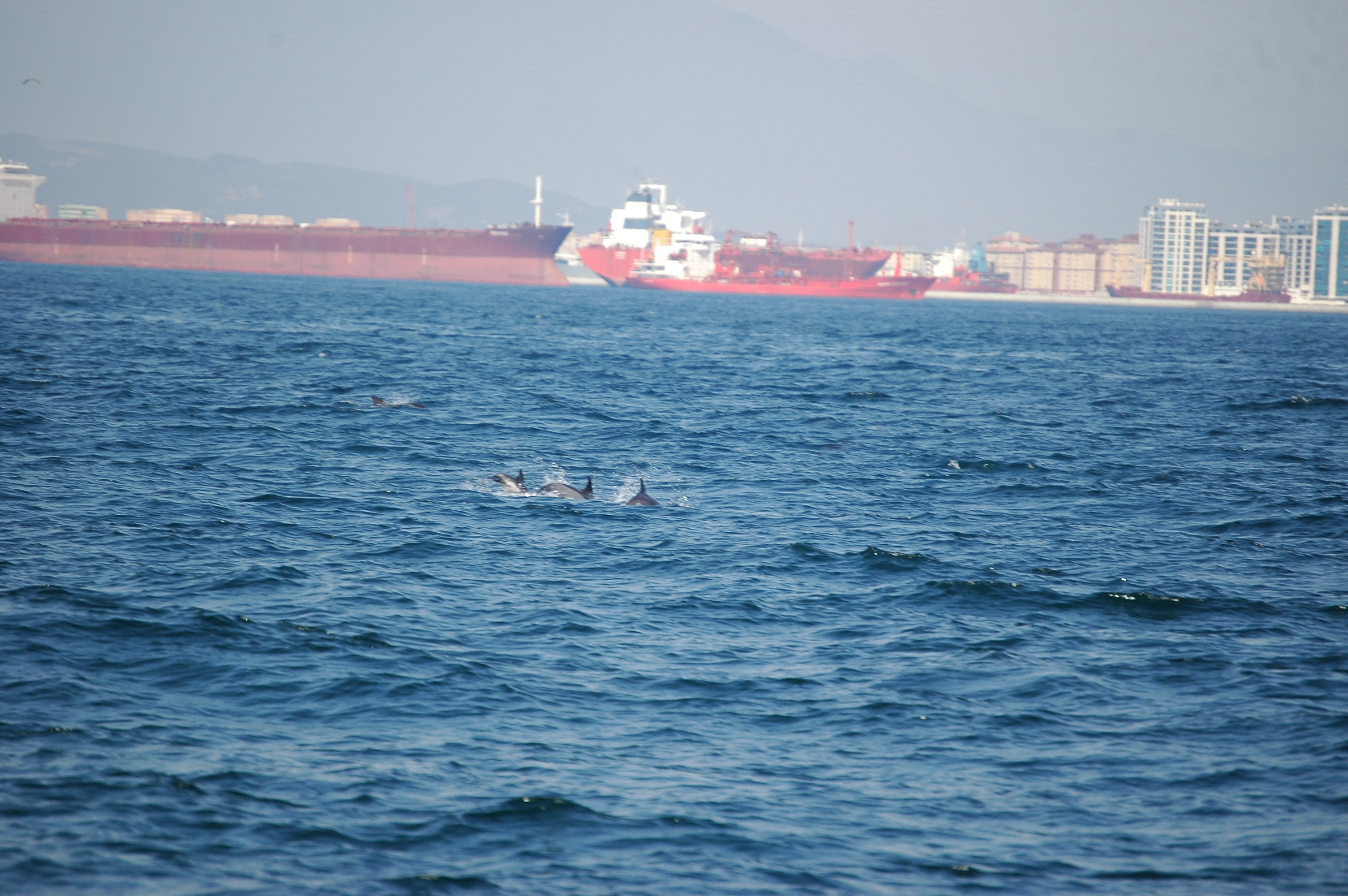 photos/wildlife/Mammal_Species/Dolphins/dsc_0858.jpg