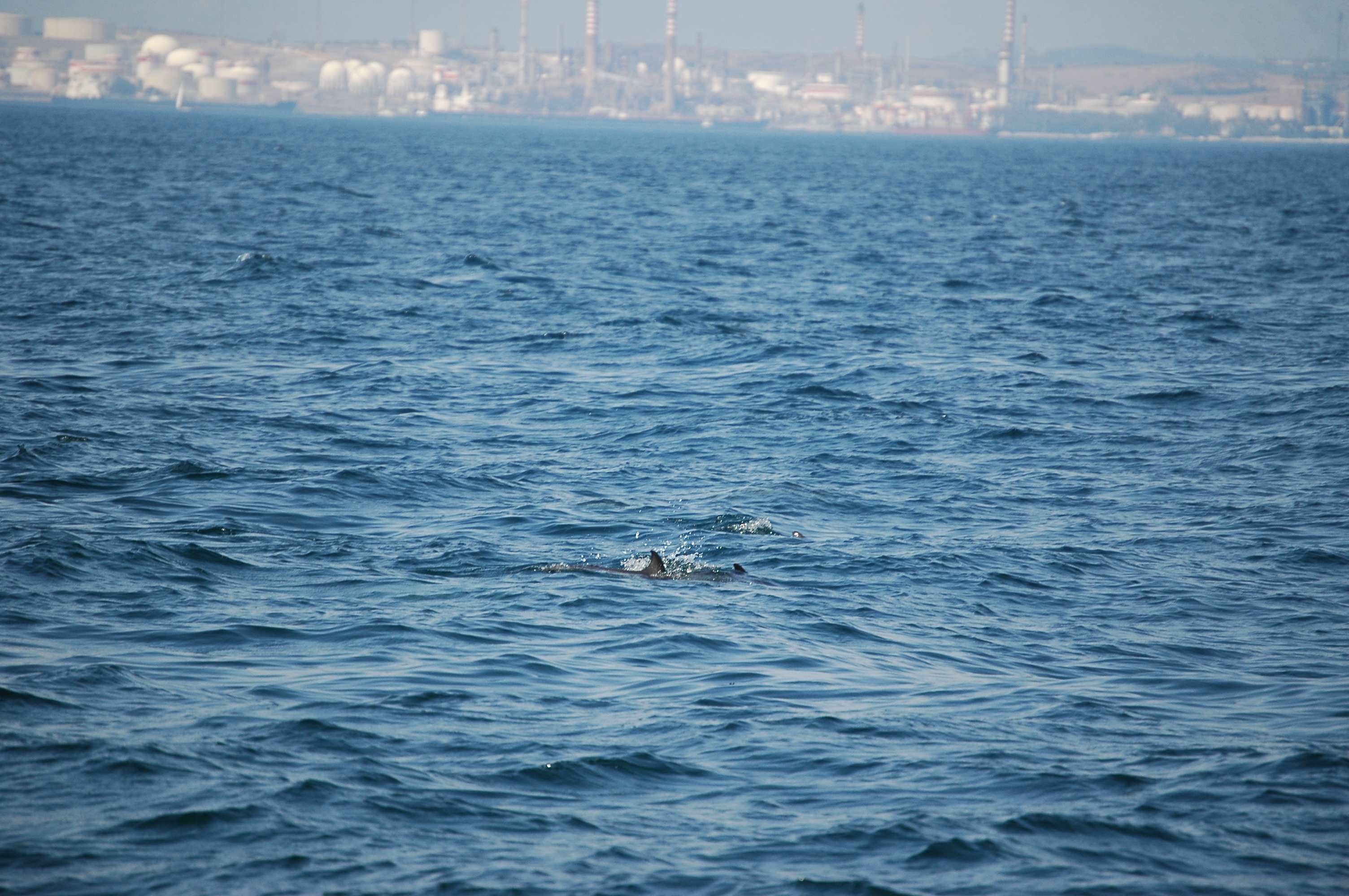 photos/wildlife/Mammal_Species/Dolphins/dsc_0860.jpg