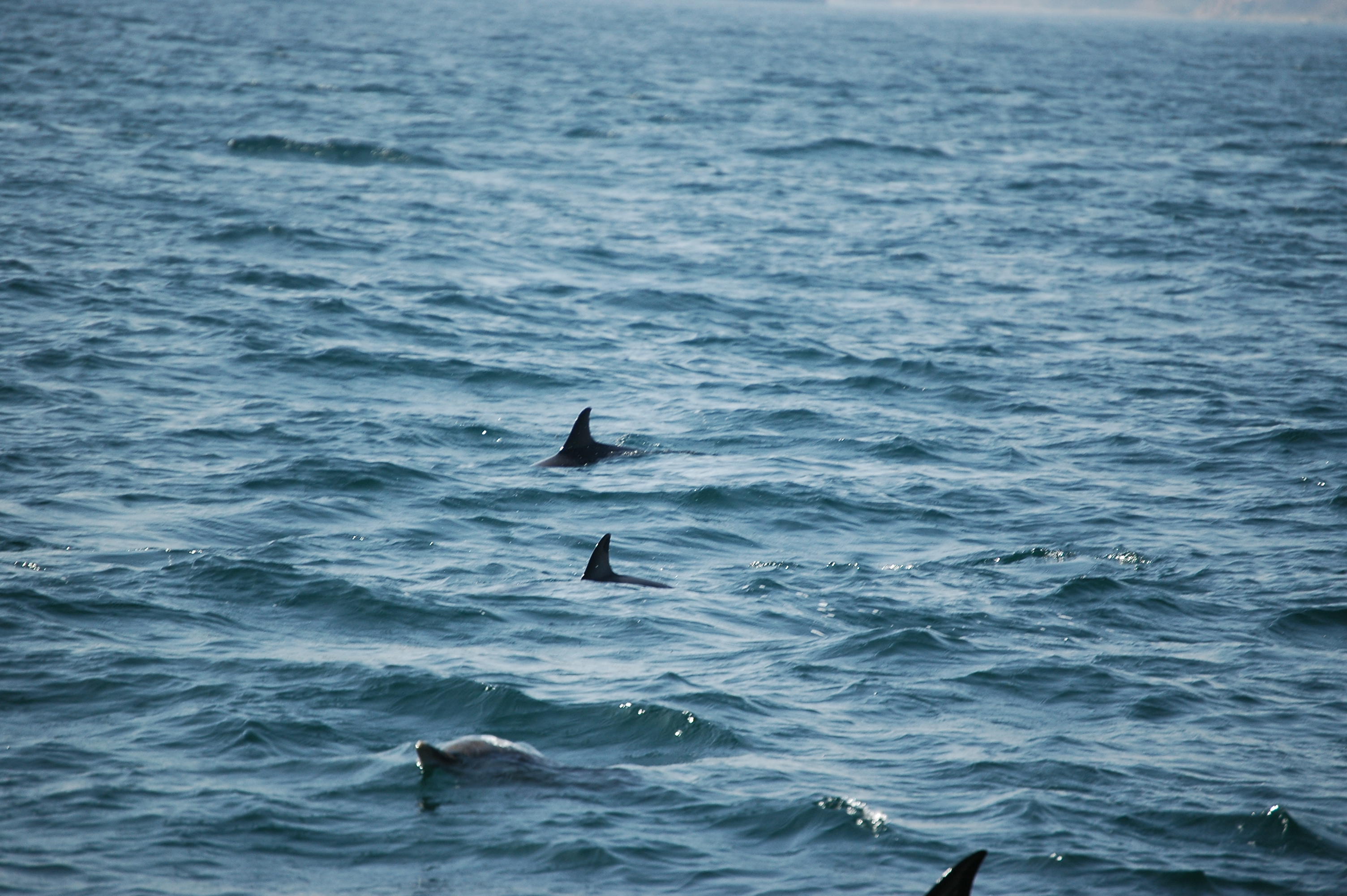 photos/wildlife/Mammal_Species/Dolphins/dsc_0861.jpg