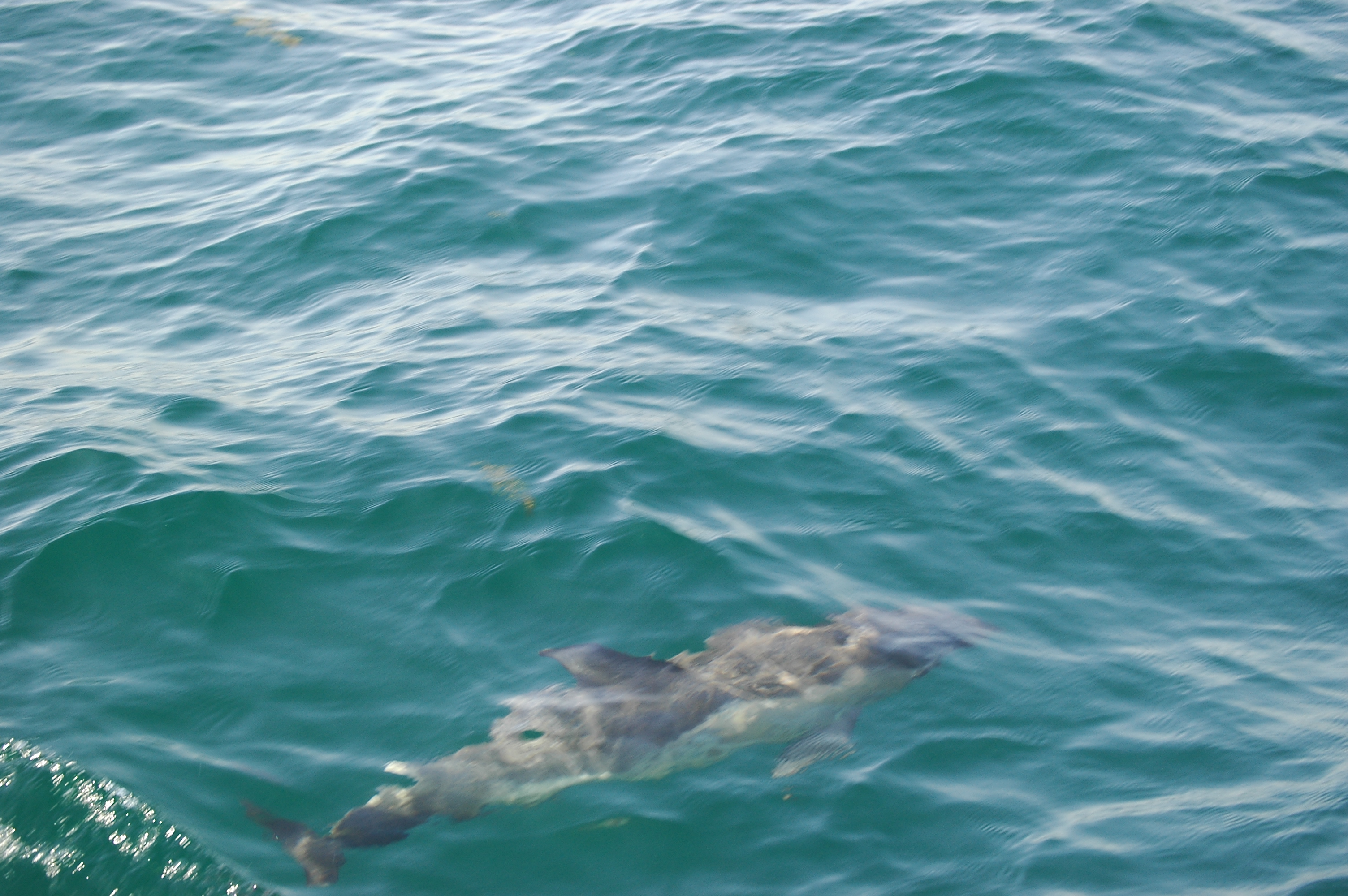 photos/wildlife/Mammal_Species/Dolphins/dsc_0866.jpg