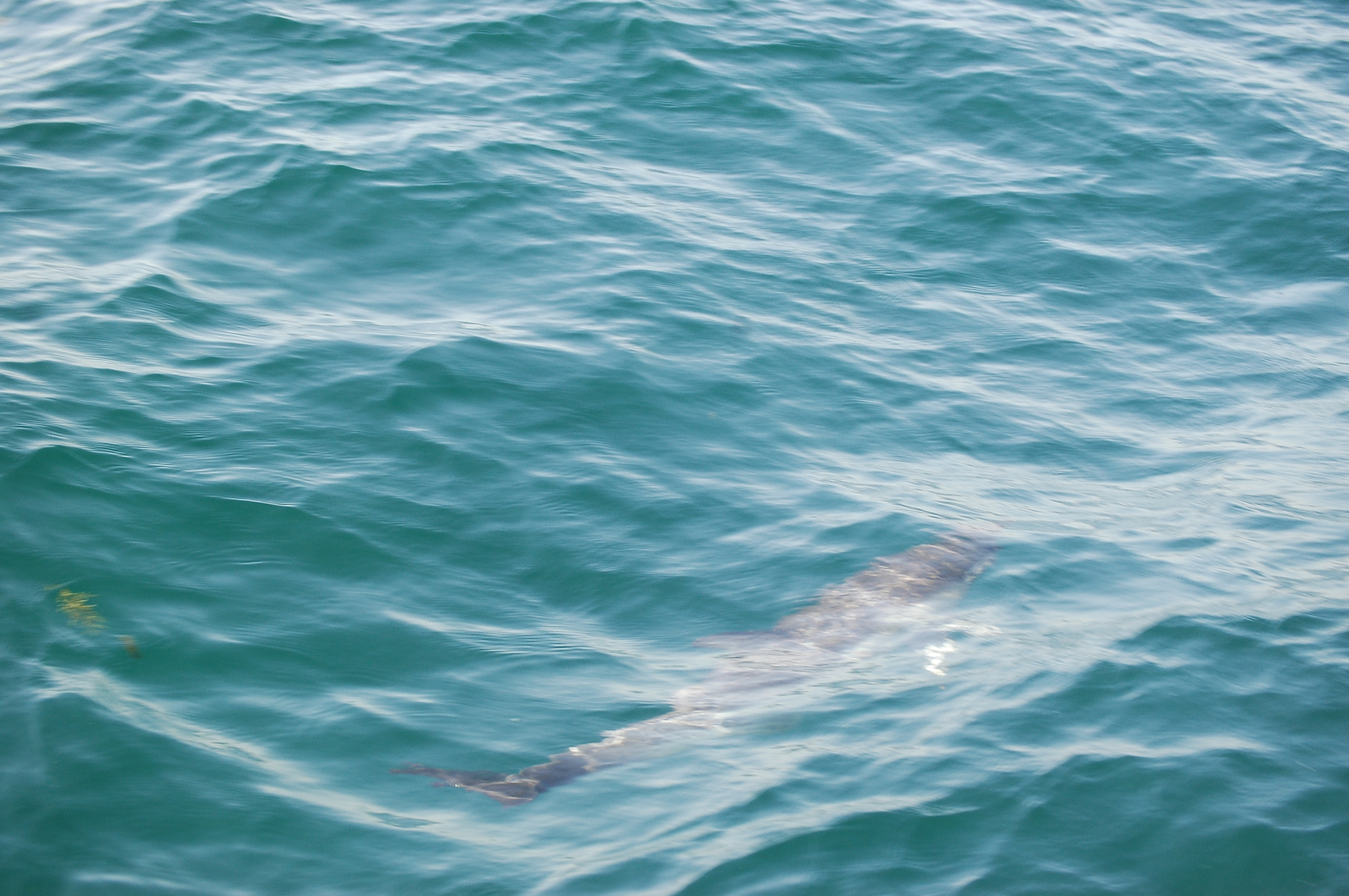 photos/wildlife/Mammal_Species/Dolphins/dsc_0867.jpg