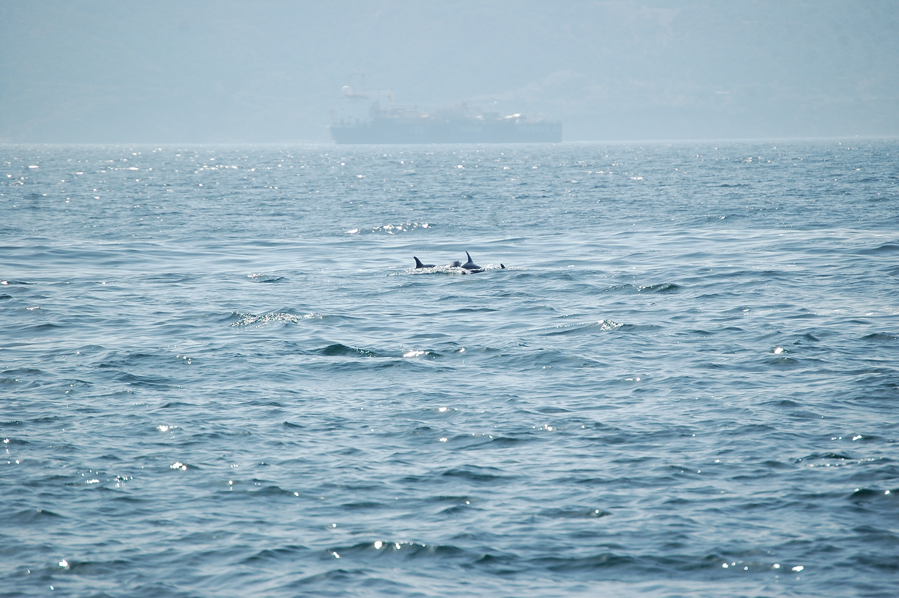photos/wildlife/Mammal_Species/Dolphins/dsc_0868.jpg