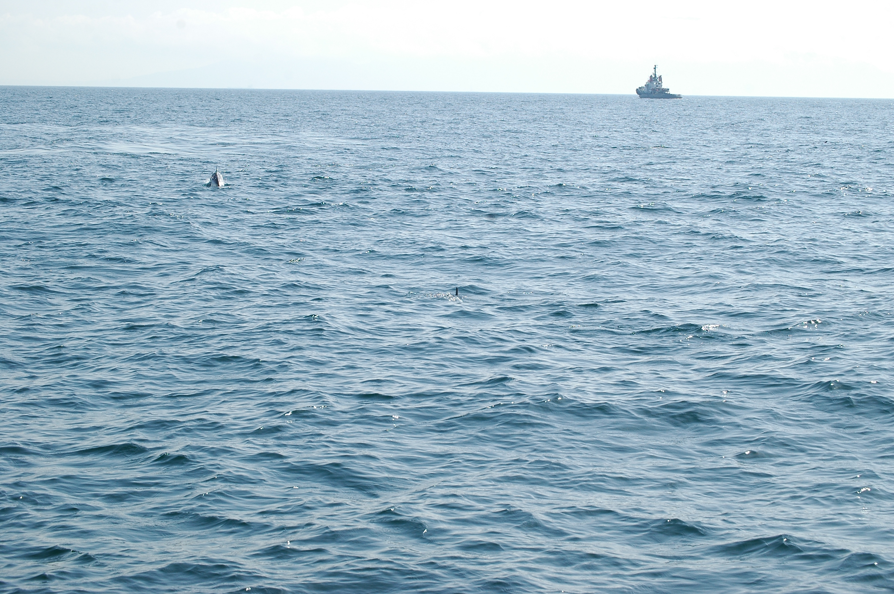 photos/wildlife/Mammal_Species/Dolphins/dsc_0874.jpg