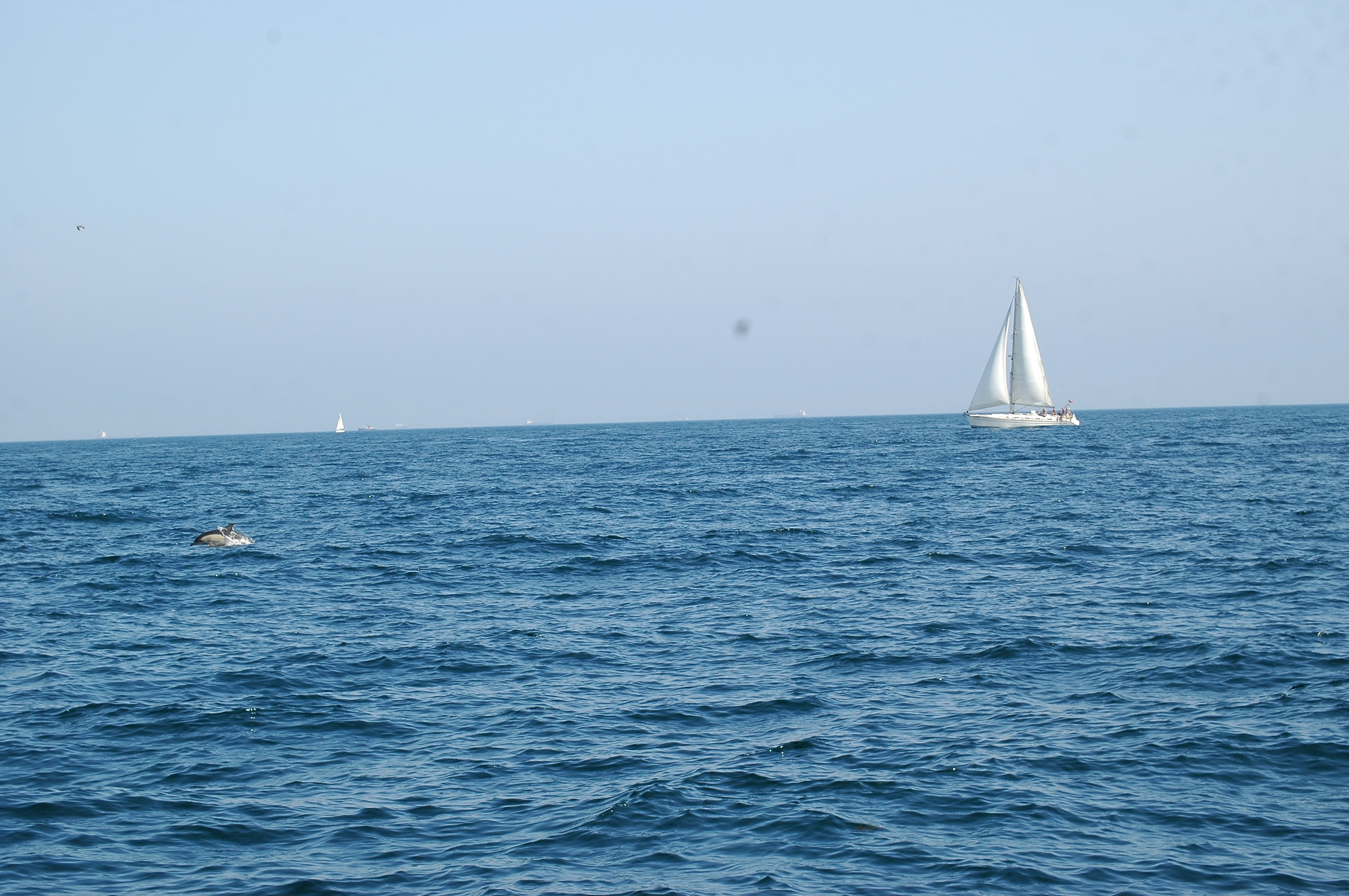 photos/wildlife/Mammal_Species/Dolphins/dsc_0879.jpg