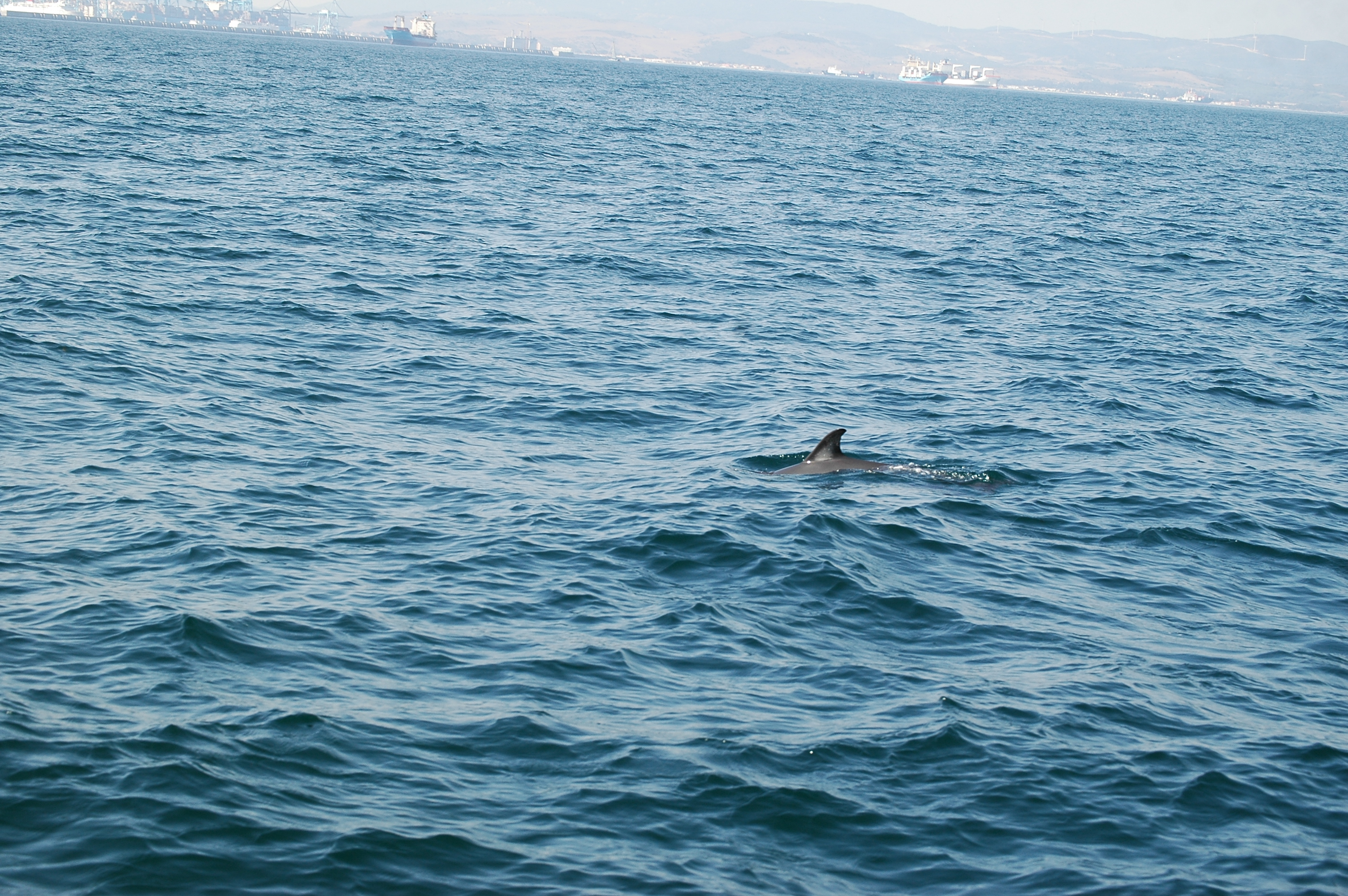 photos/wildlife/Mammal_Species/Dolphins/dsc_0881.jpg