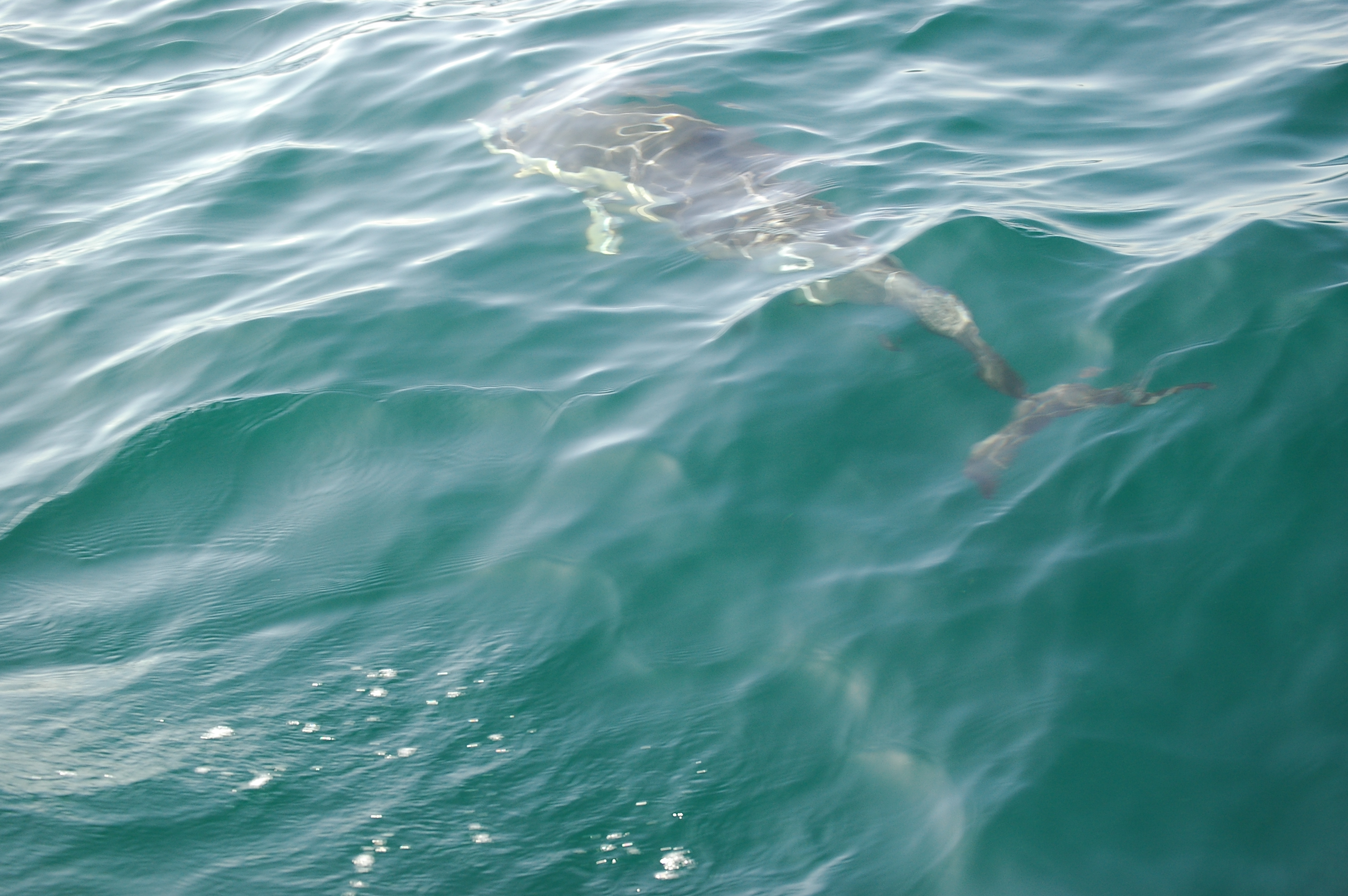 photos/wildlife/Mammal_Species/Dolphins/dsc_0883.jpg