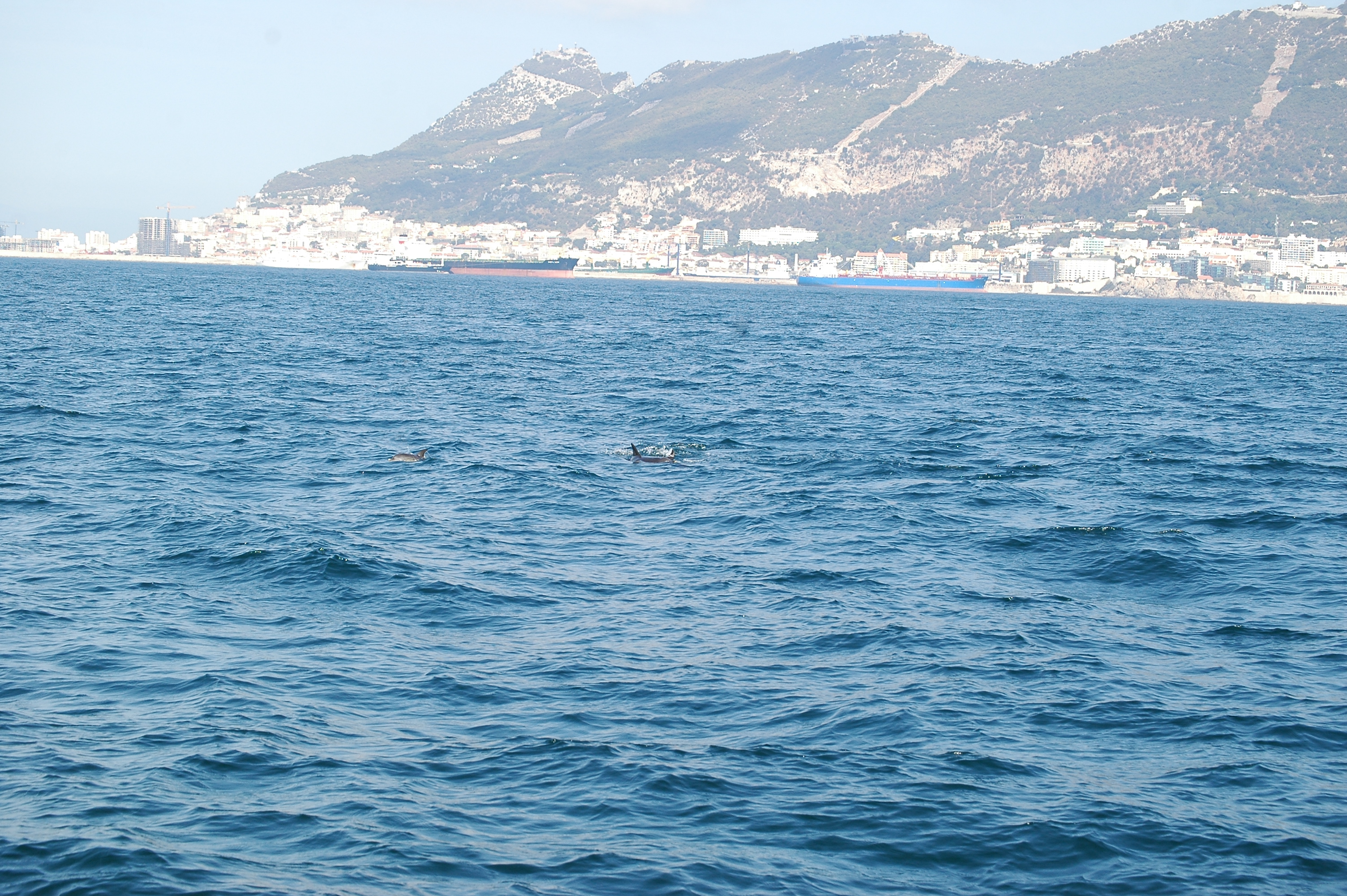 photos/wildlife/Mammal_Species/Dolphins/dsc_0887.jpg