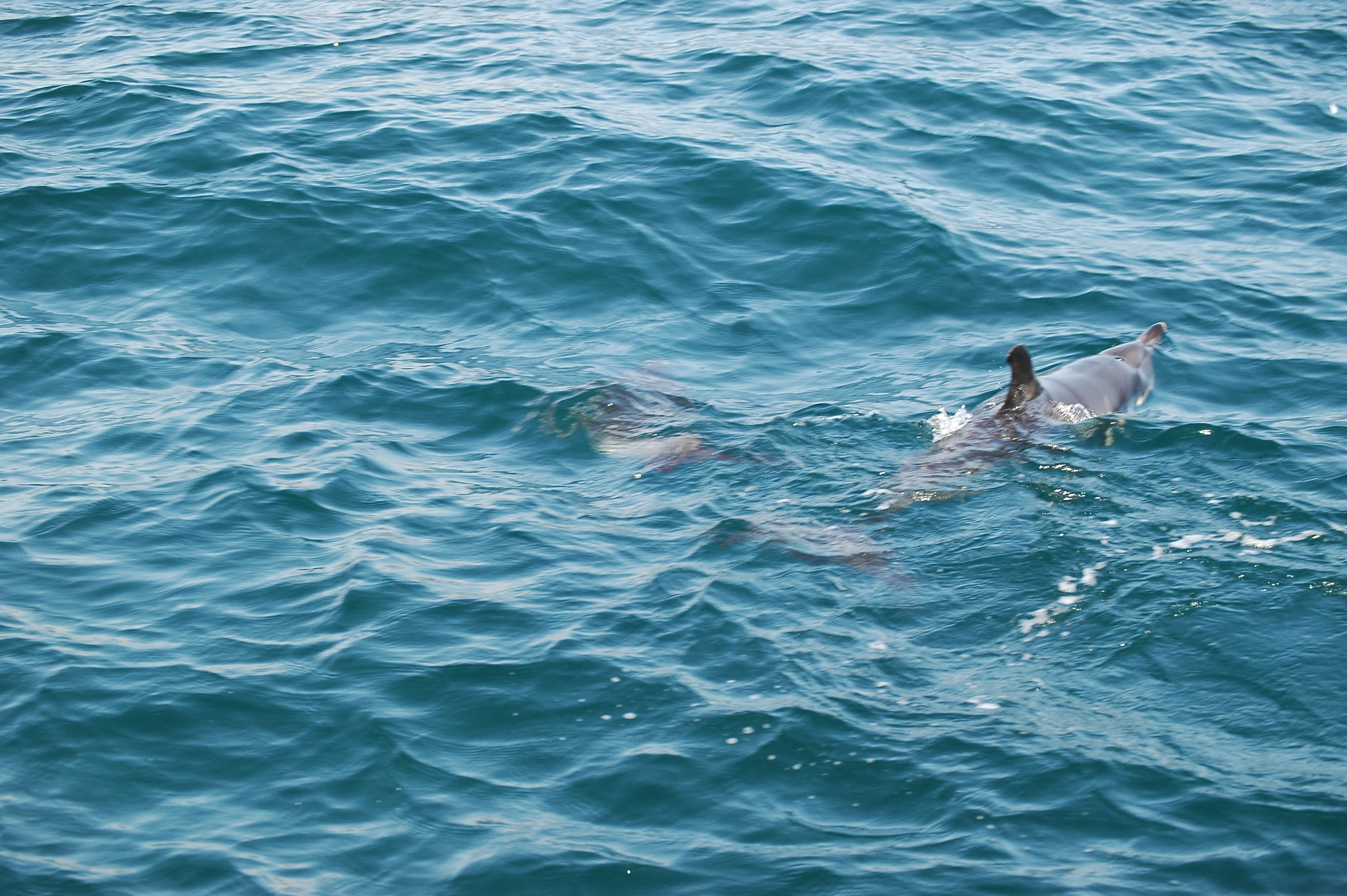 photos/wildlife/Mammal_Species/Dolphins/dsc_0889.jpg