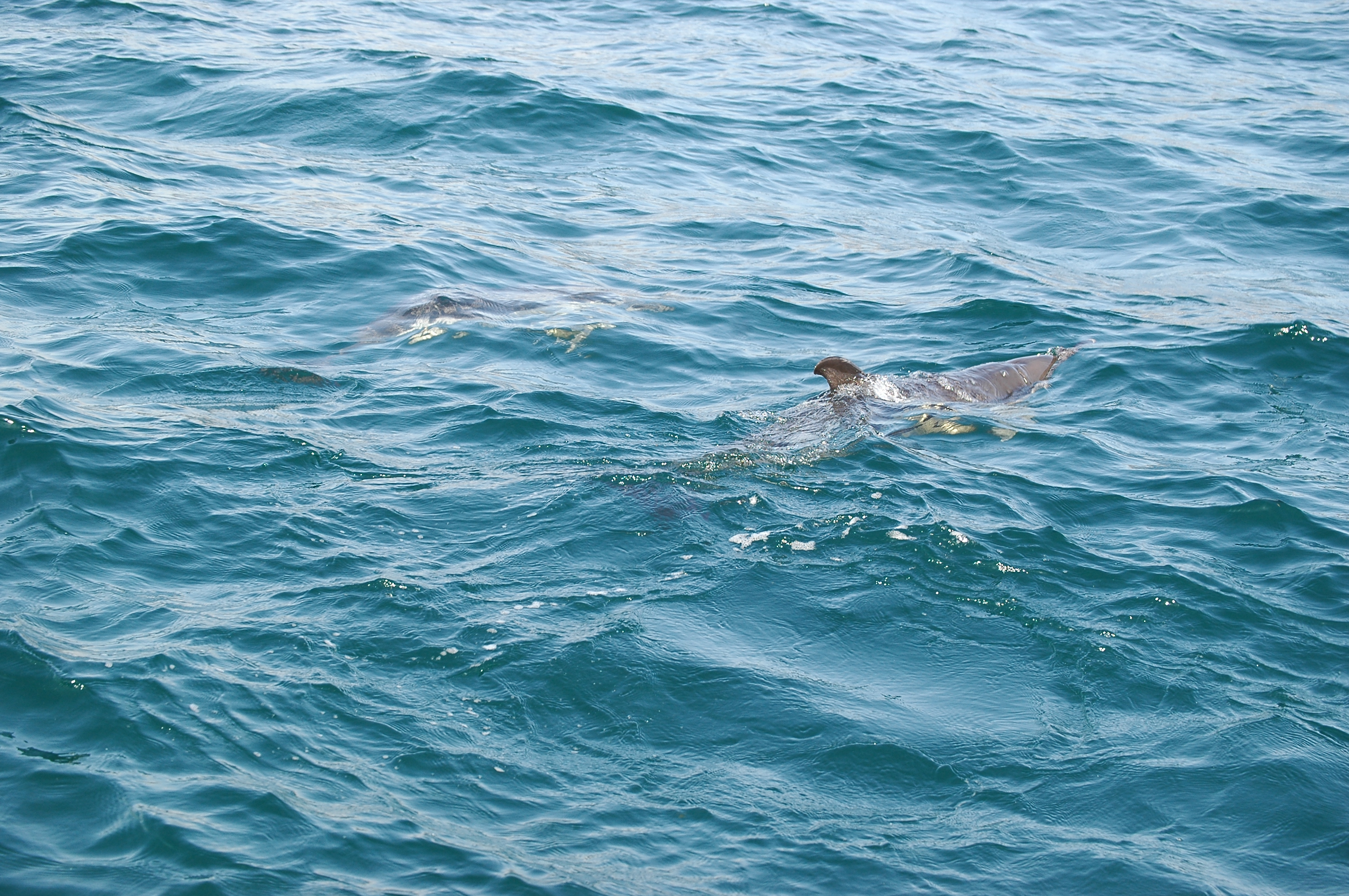 photos/wildlife/Mammal_Species/Dolphins/dsc_0890.jpg