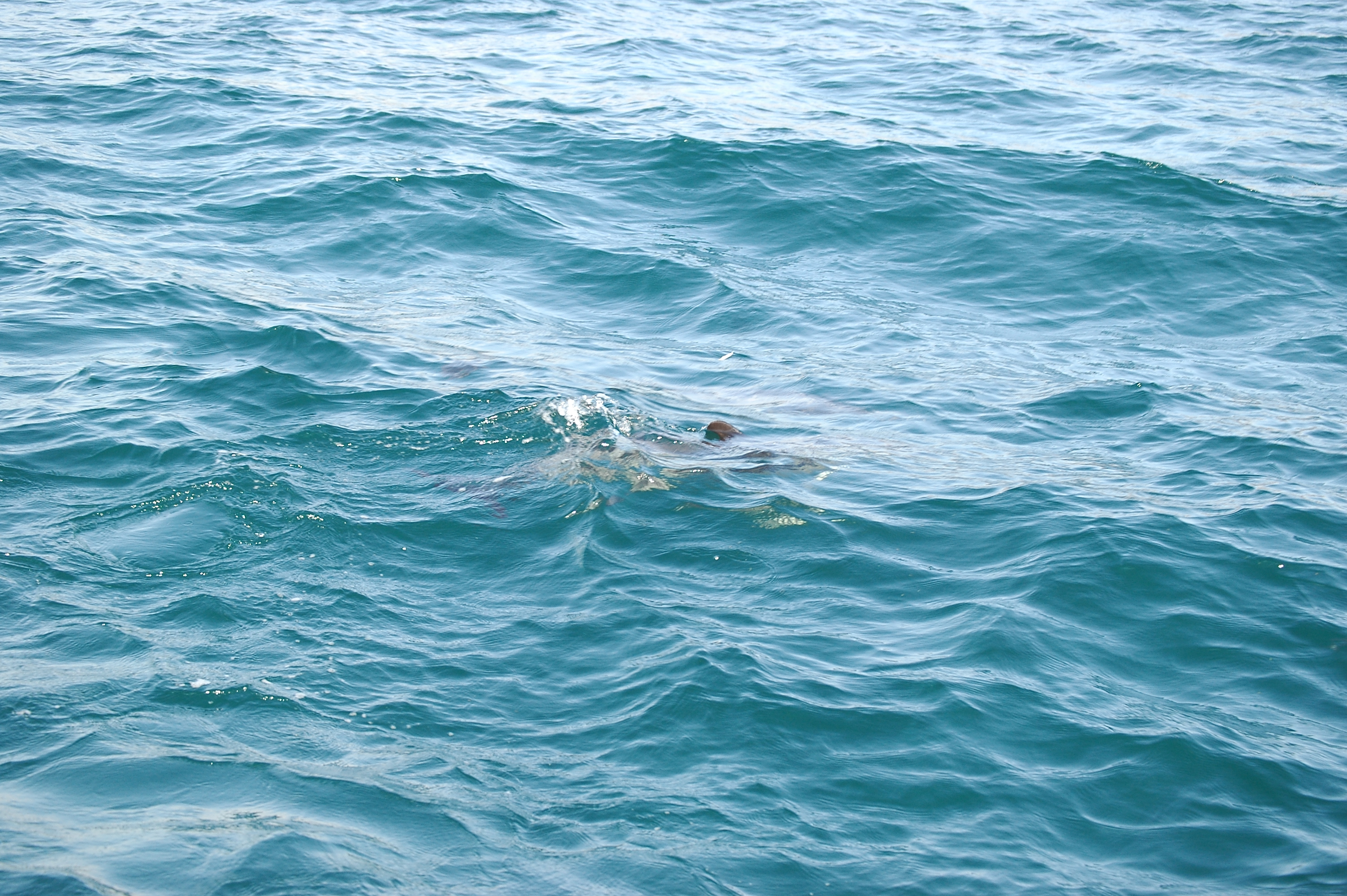photos/wildlife/Mammal_Species/Dolphins/dsc_0891.jpg