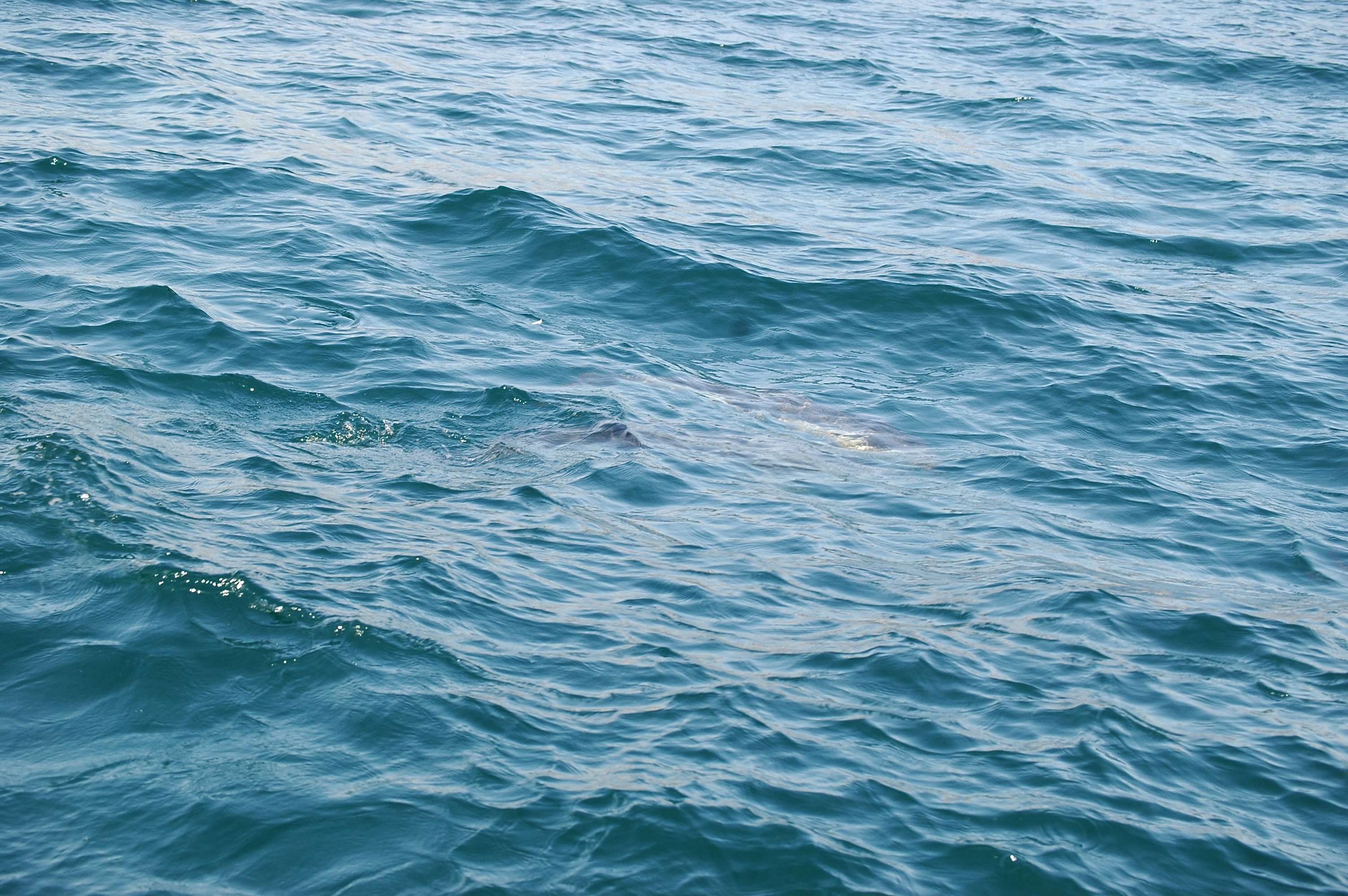 photos/wildlife/Mammal_Species/Dolphins/dsc_0892.jpg
