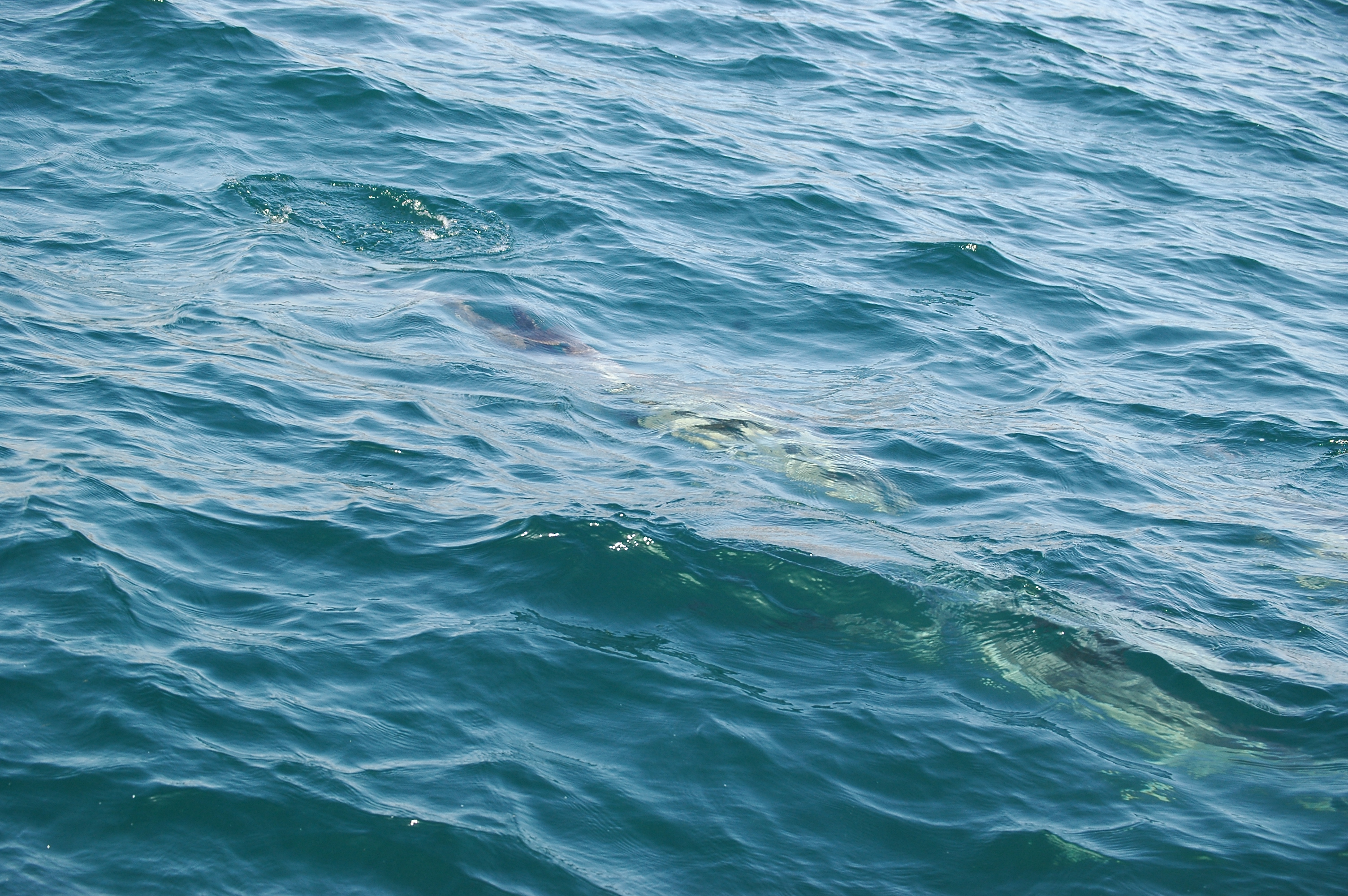 photos/wildlife/Mammal_Species/Dolphins/dsc_0893.jpg
