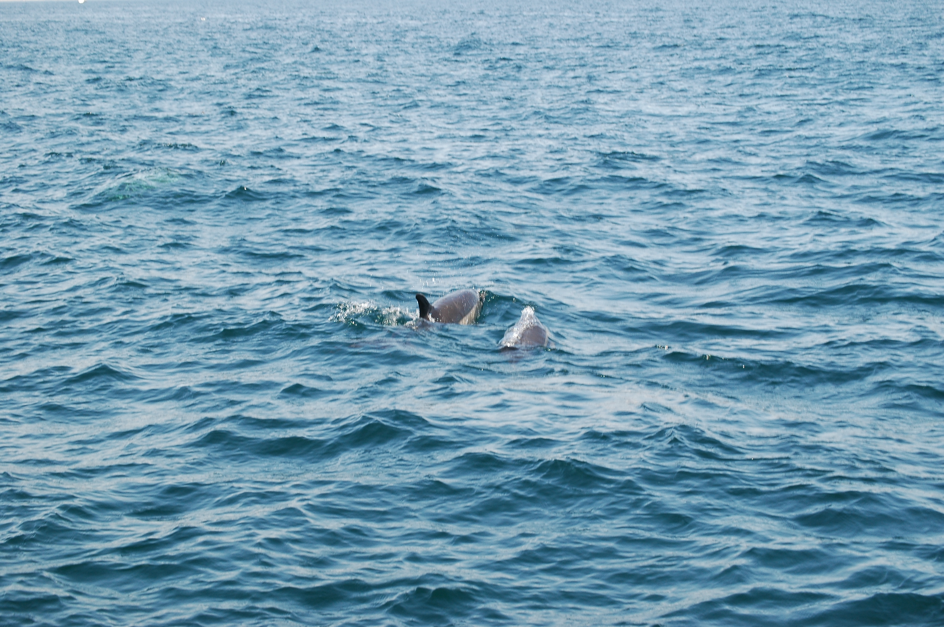 photos/wildlife/Mammal_Species/Dolphins/dsc_0896.jpg