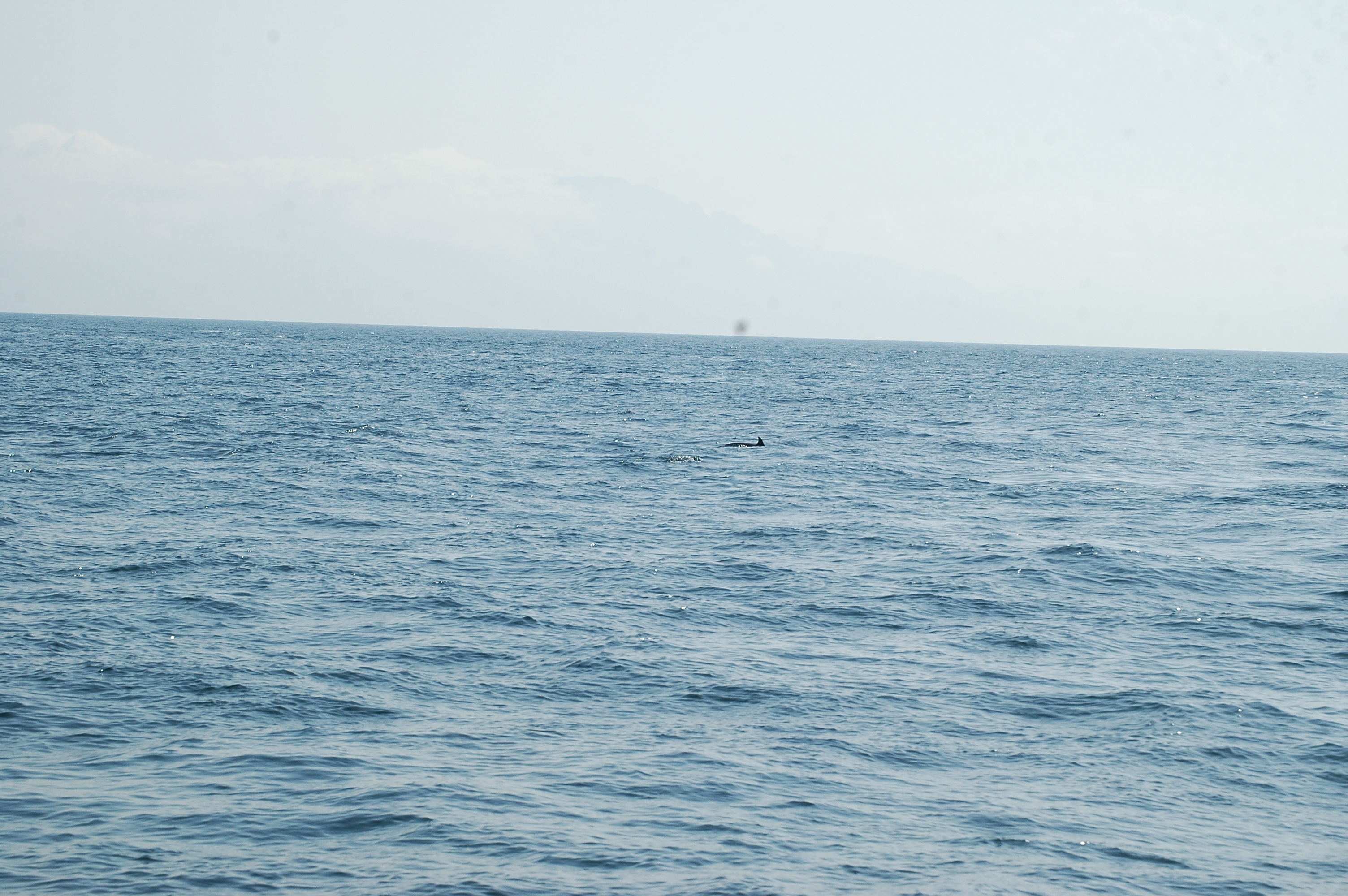 photos/wildlife/Mammal_Species/Dolphins/dsc_0902.jpg