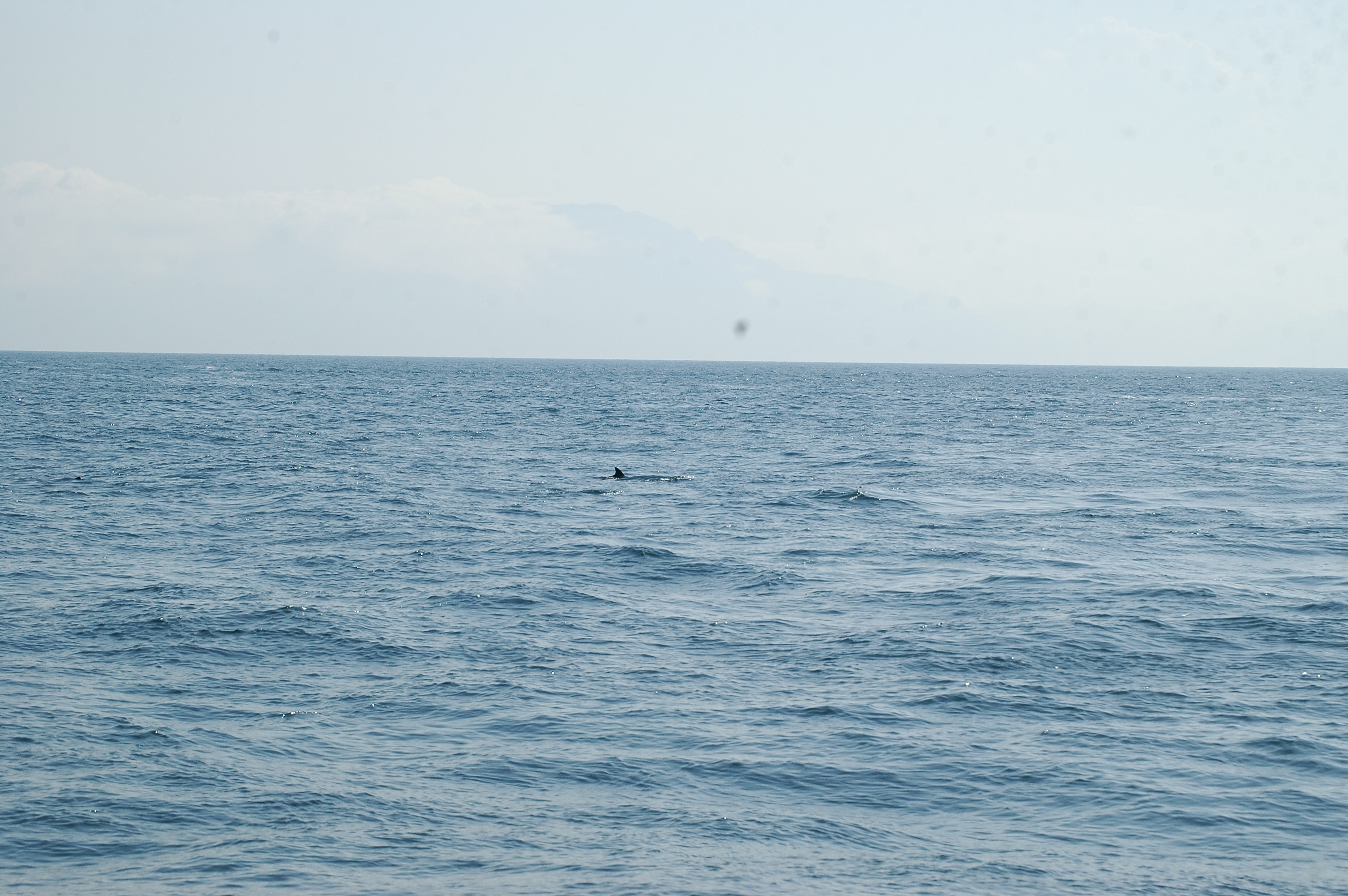 photos/wildlife/Mammal_Species/Dolphins/dsc_0903.jpg