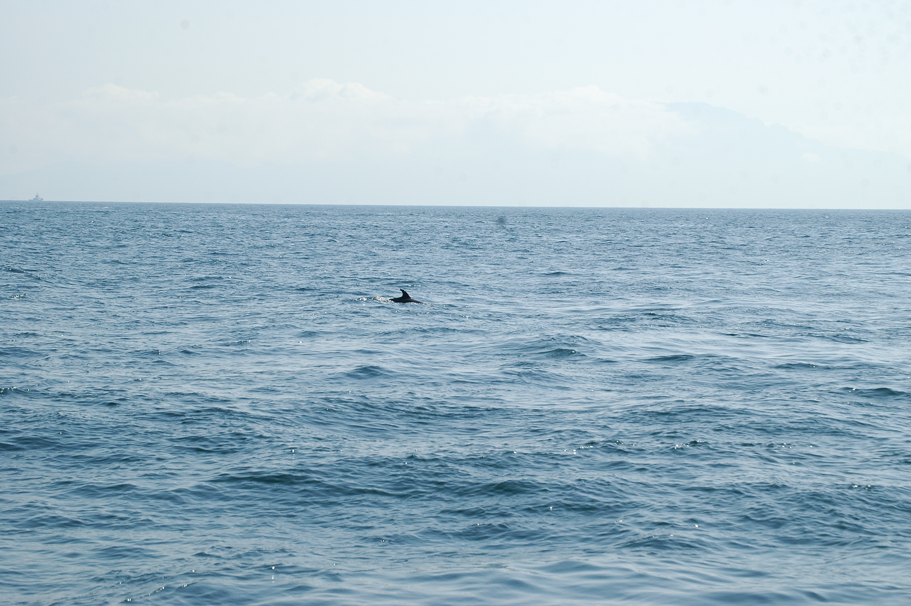 photos/wildlife/Mammal_Species/Dolphins/dsc_0905.jpg