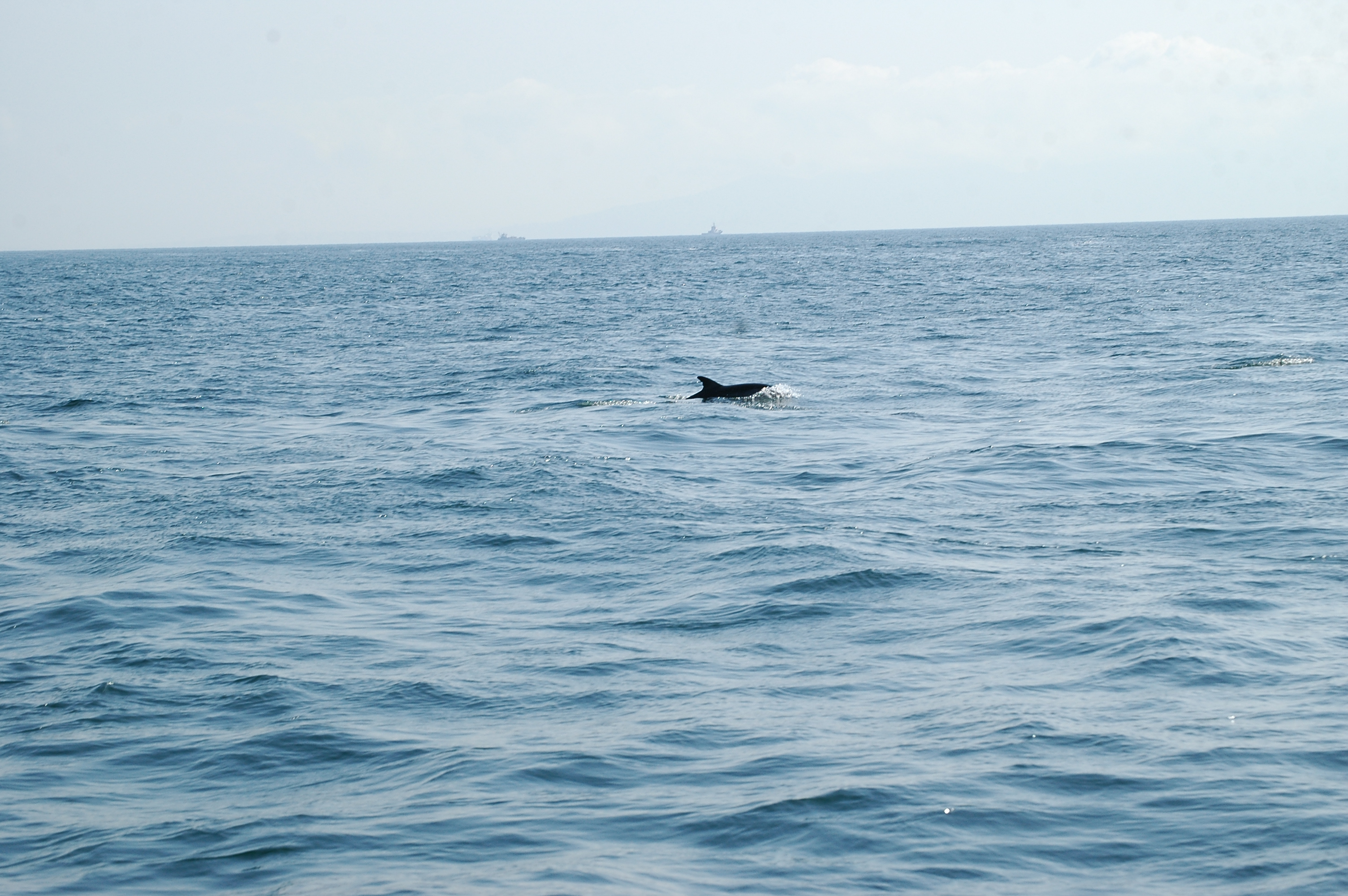 photos/wildlife/Mammal_Species/Dolphins/dsc_0906.jpg