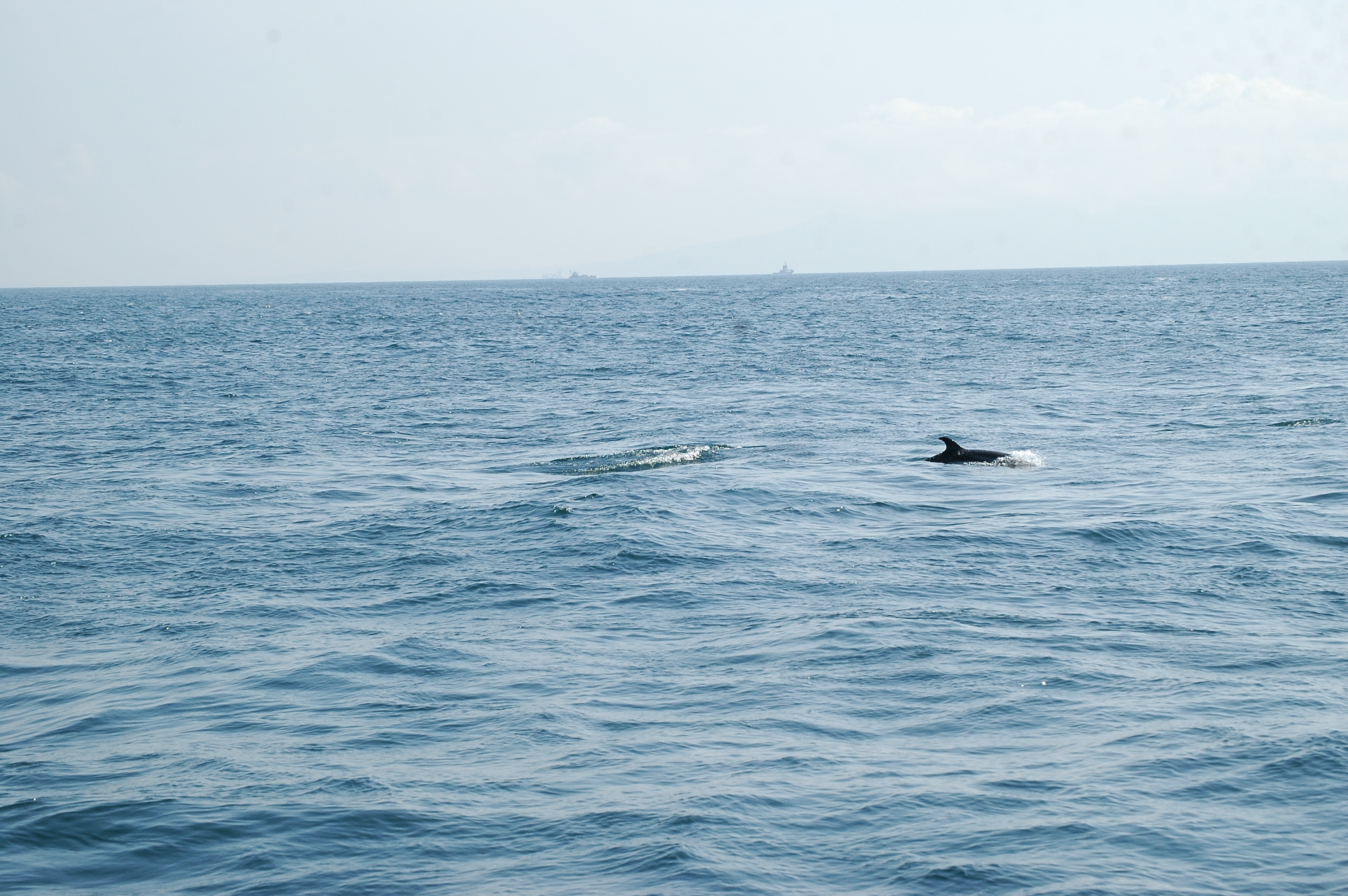 photos/wildlife/Mammal_Species/Dolphins/dsc_0907.jpg