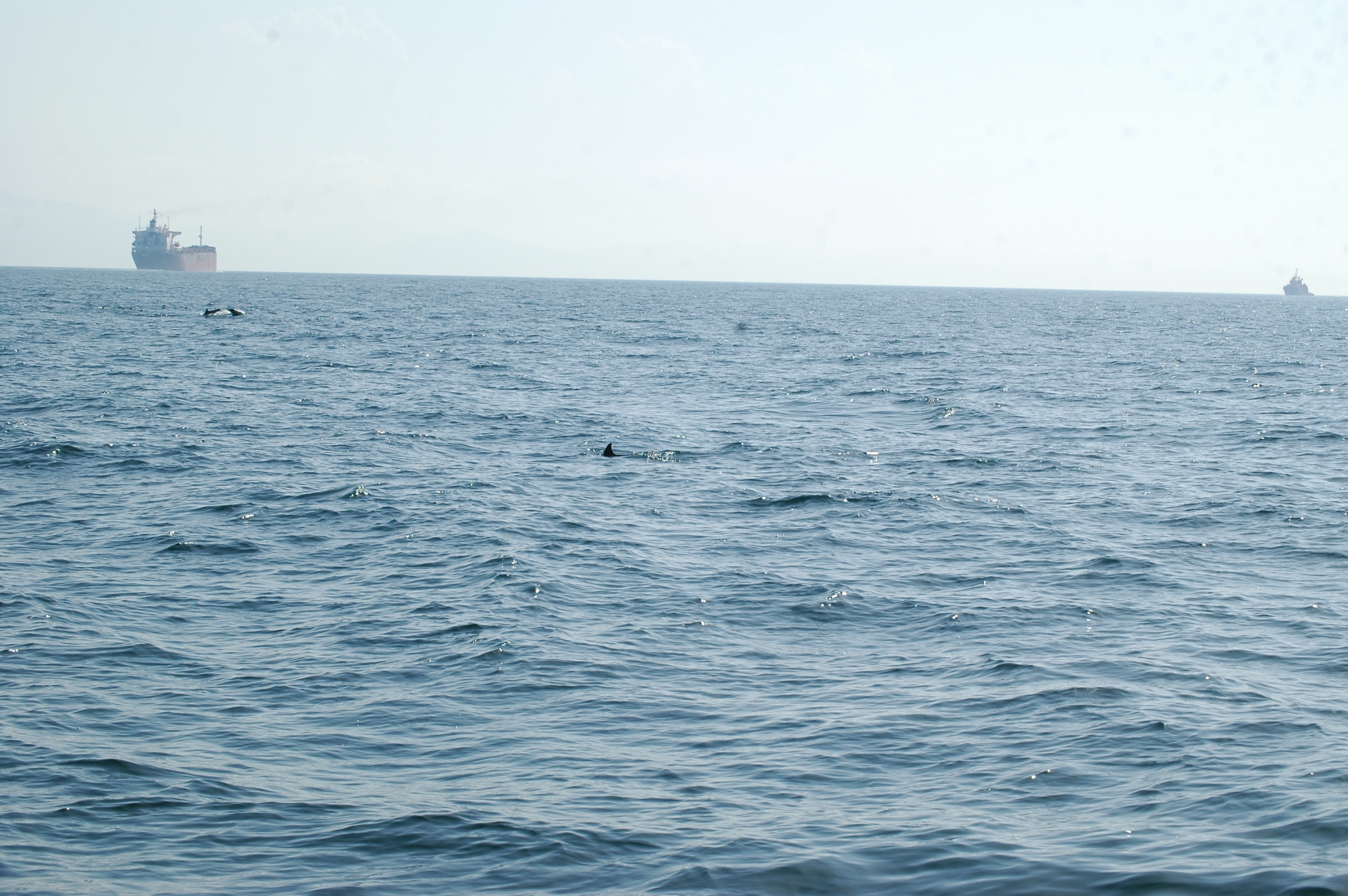 photos/wildlife/Mammal_Species/Dolphins/dsc_0908.jpg