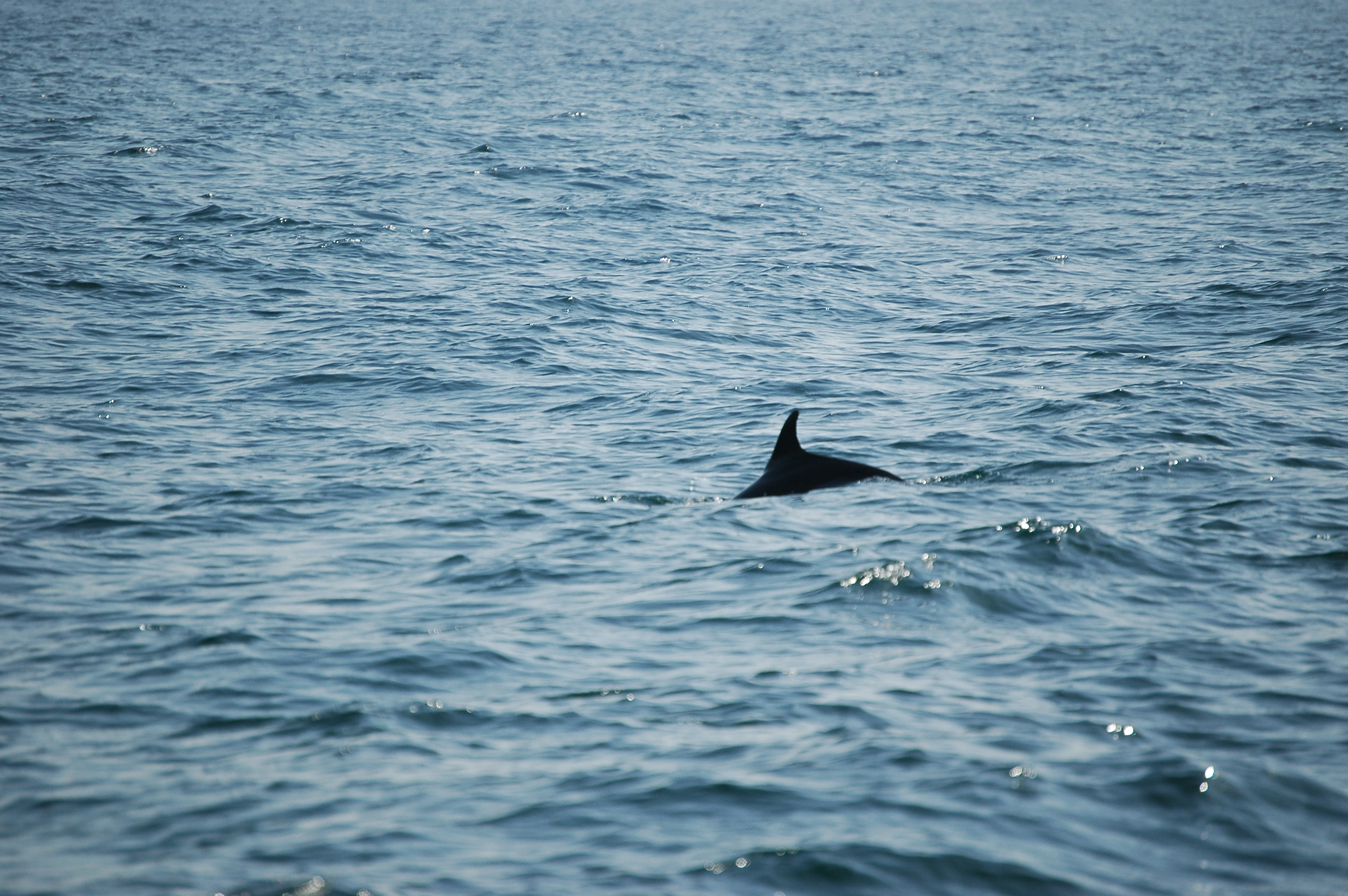 photos/wildlife/Mammal_Species/Dolphins/dsc_0910.jpg