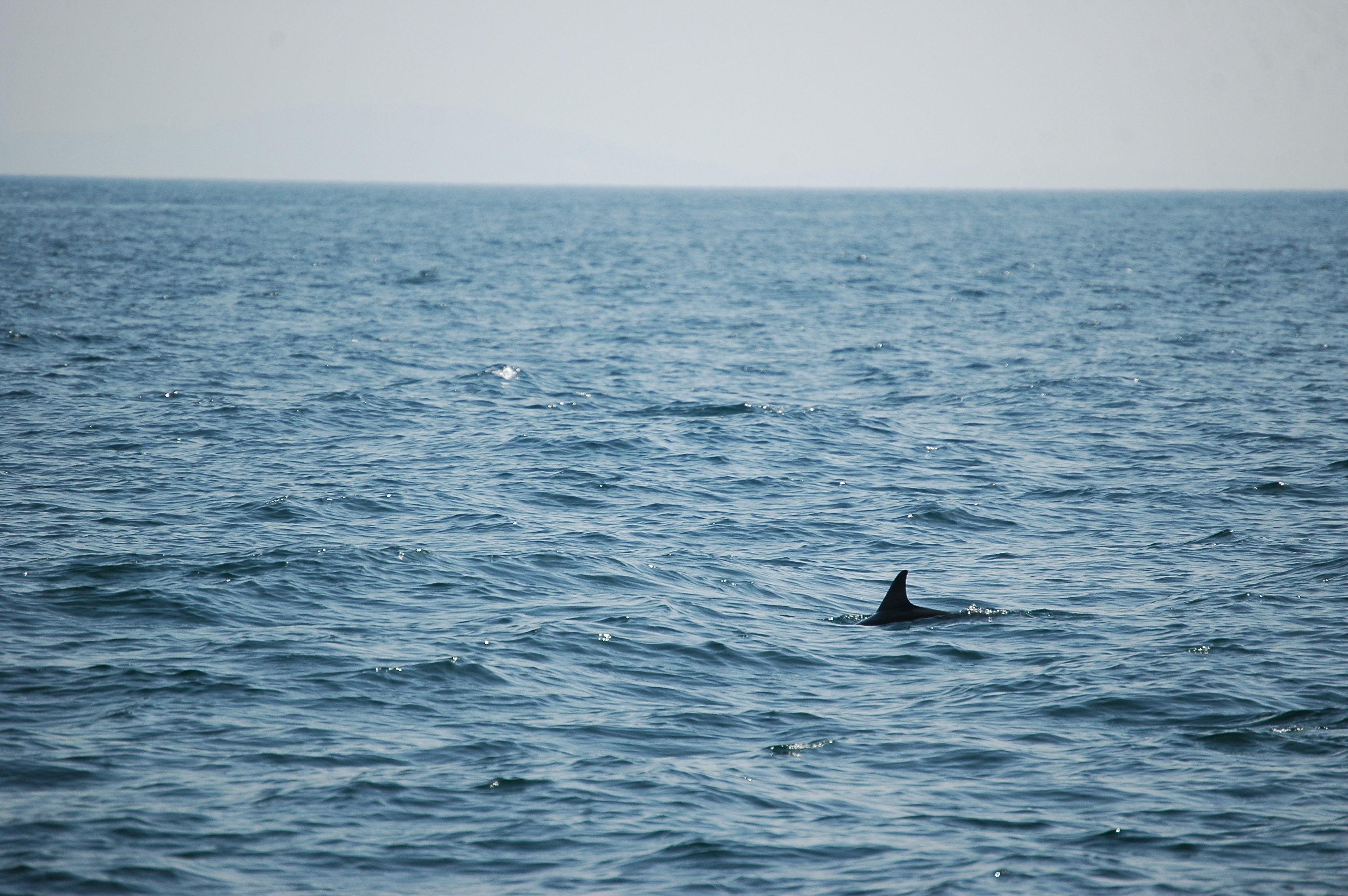 photos/wildlife/Mammal_Species/Dolphins/dsc_0911.jpg