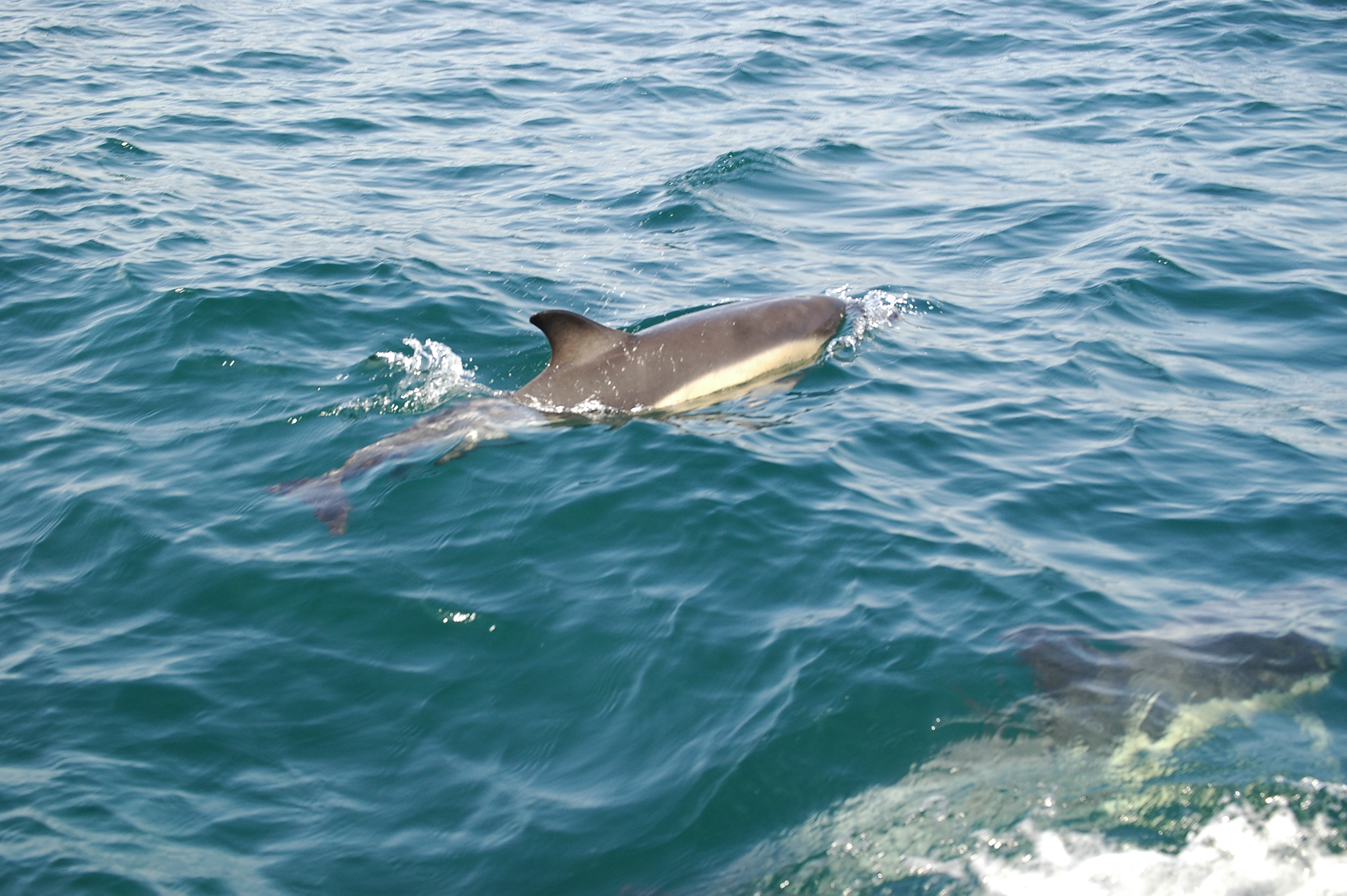 photos/wildlife/Mammal_Species/Dolphins/dsc_0914.jpg