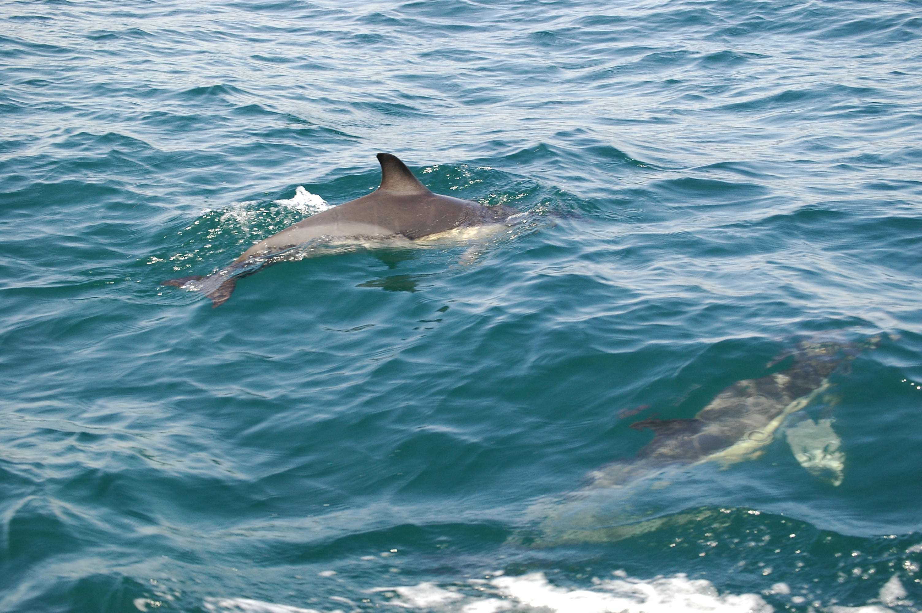 photos/wildlife/Mammal_Species/Dolphins/dsc_0915.jpg