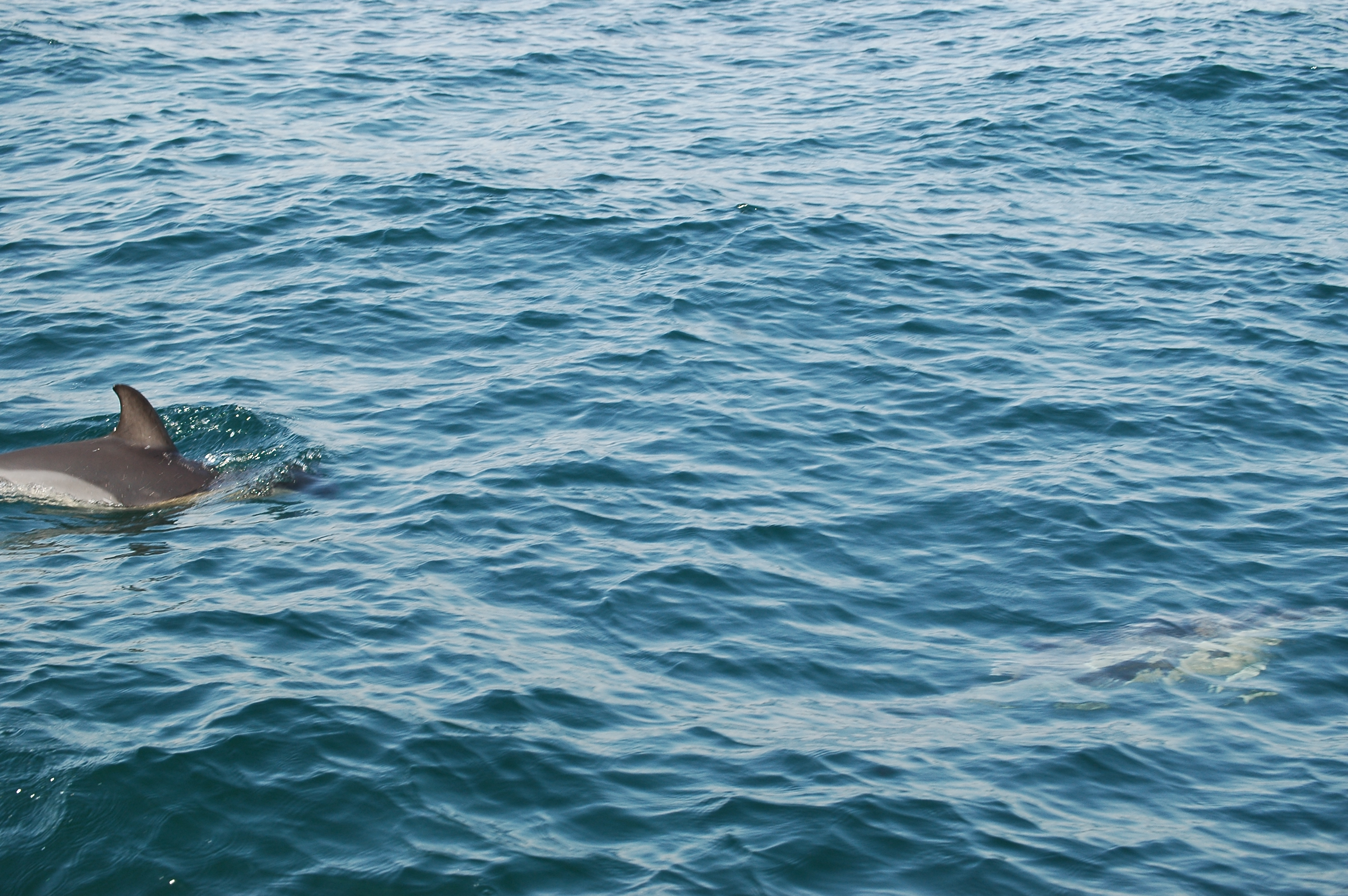 photos/wildlife/Mammal_Species/Dolphins/dsc_0917.jpg