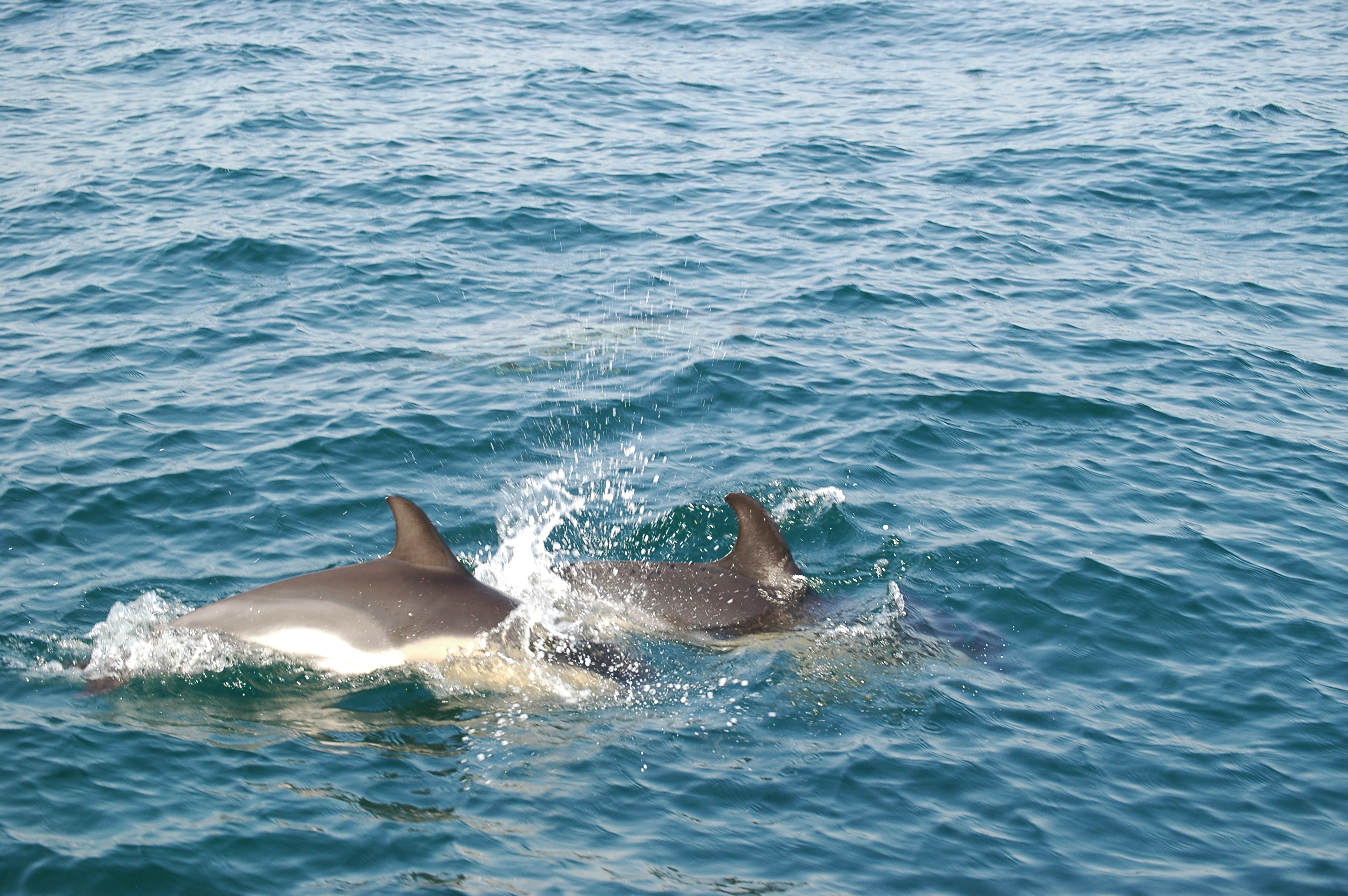 photos/wildlife/Mammal_Species/Dolphins/dsc_0920.jpg