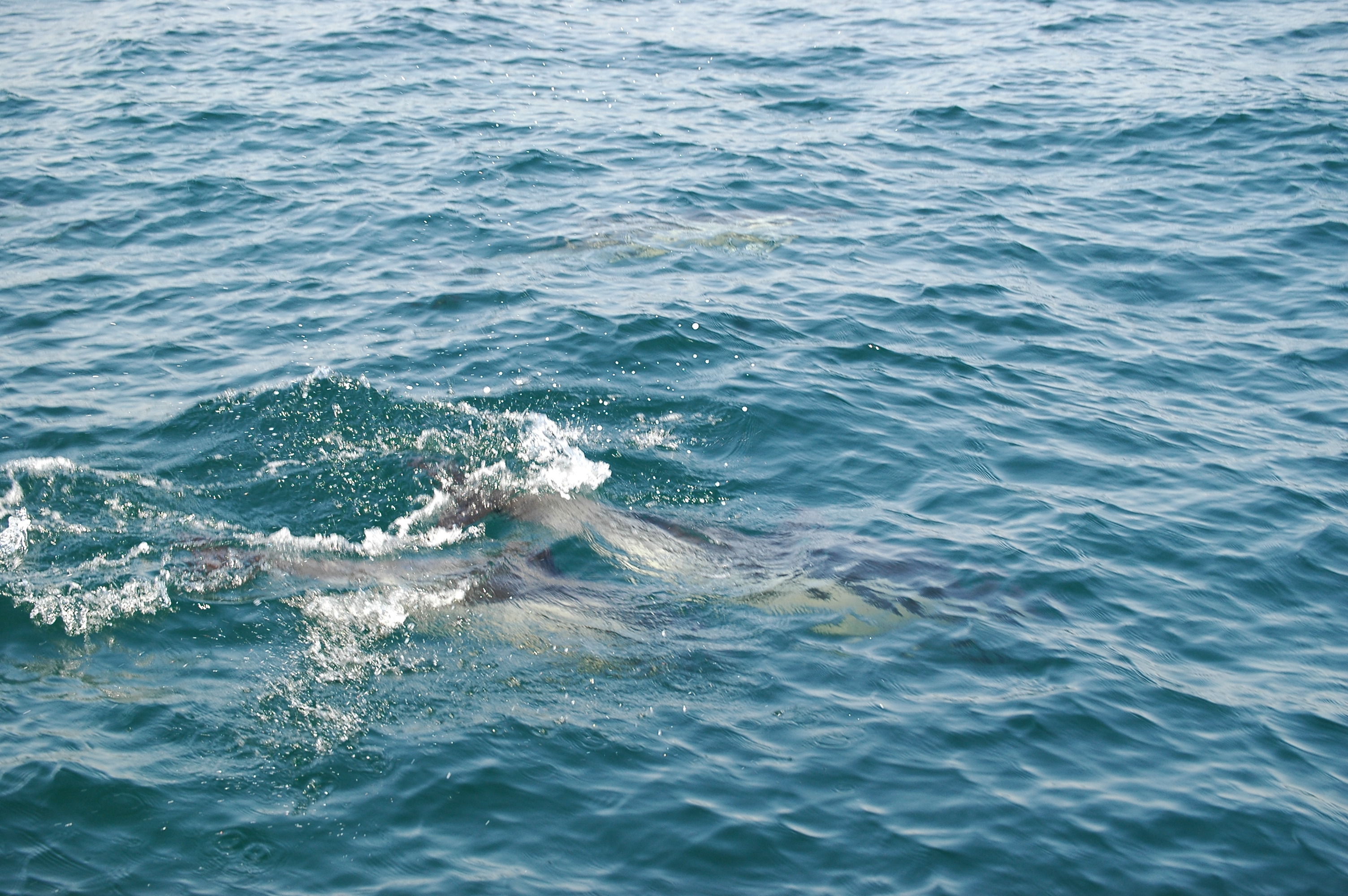 photos/wildlife/Mammal_Species/Dolphins/dsc_0921.jpg