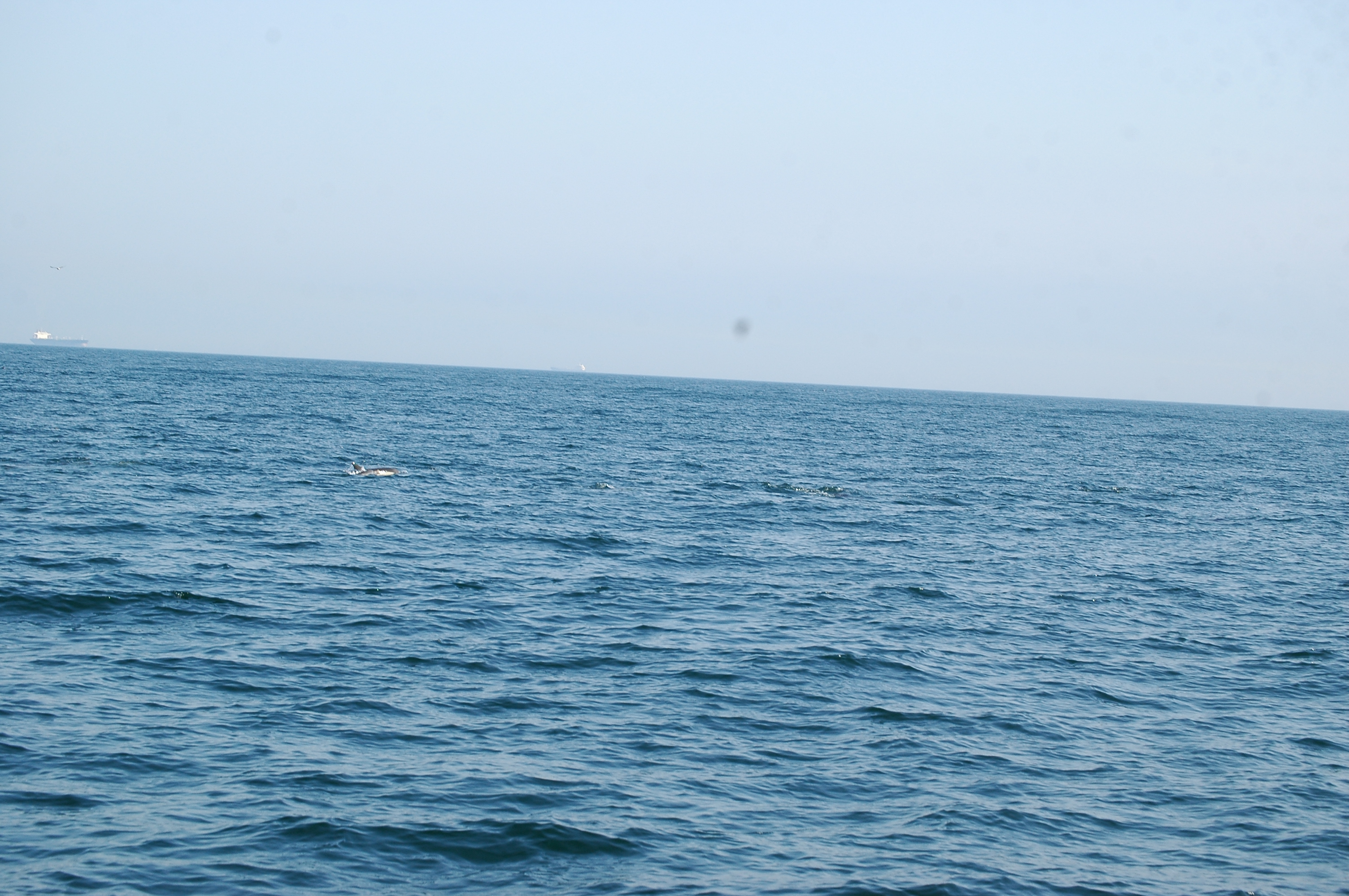 photos/wildlife/Mammal_Species/Dolphins/dsc_0933.jpg