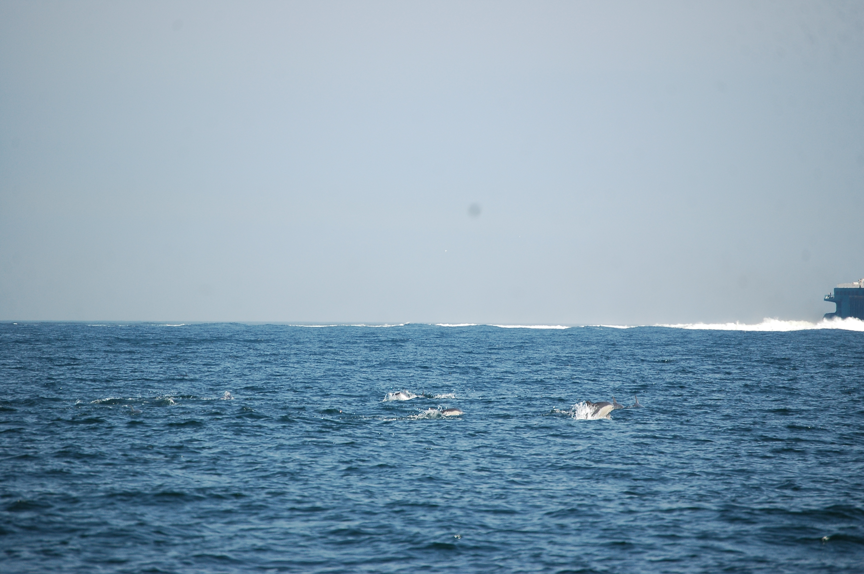 photos/wildlife/Mammal_Species/Dolphins/dsc_0945.jpg