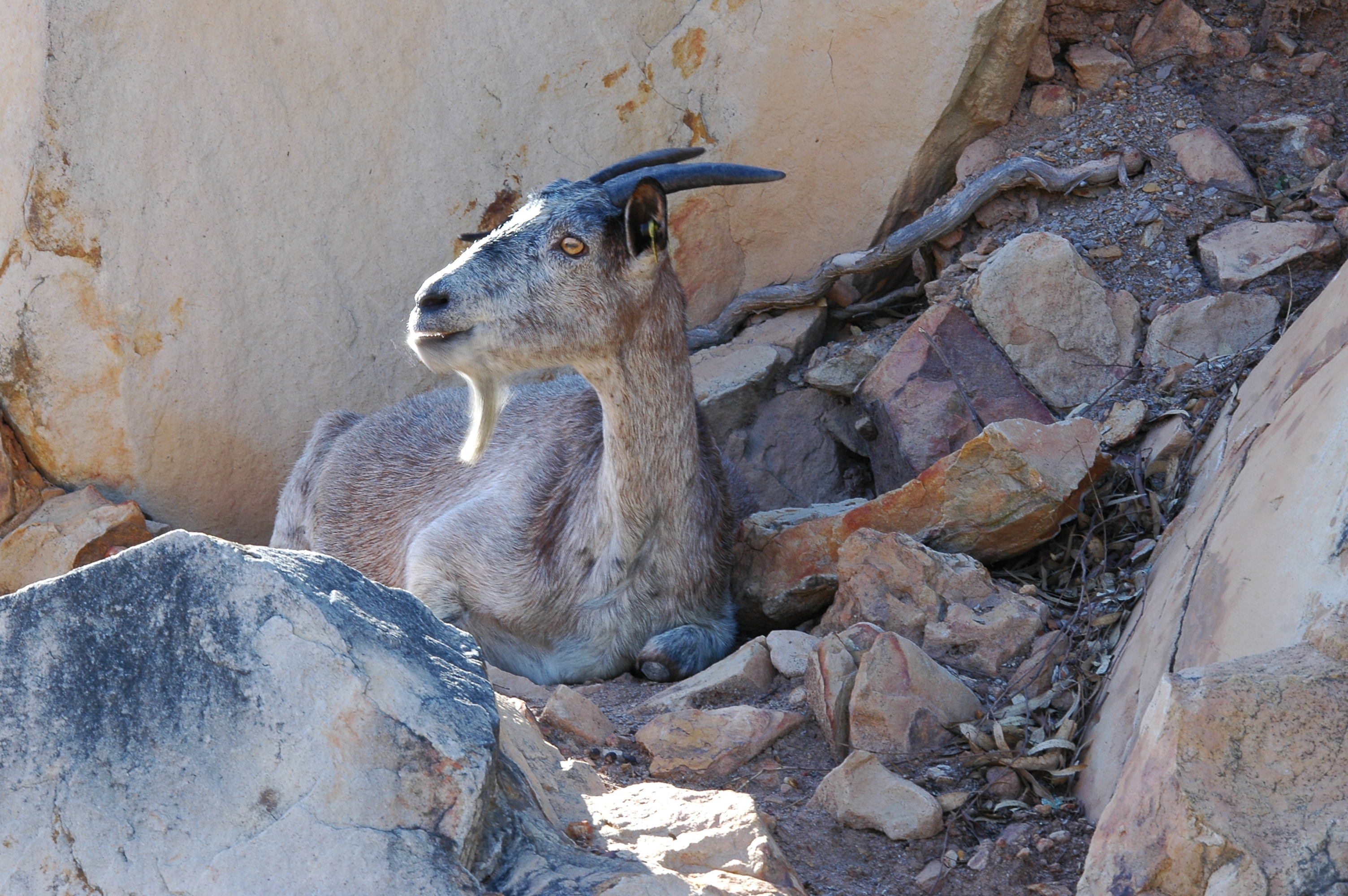 photos/wildlife/Mammal_Species/Domestic_goat/dsc_0358.jpg