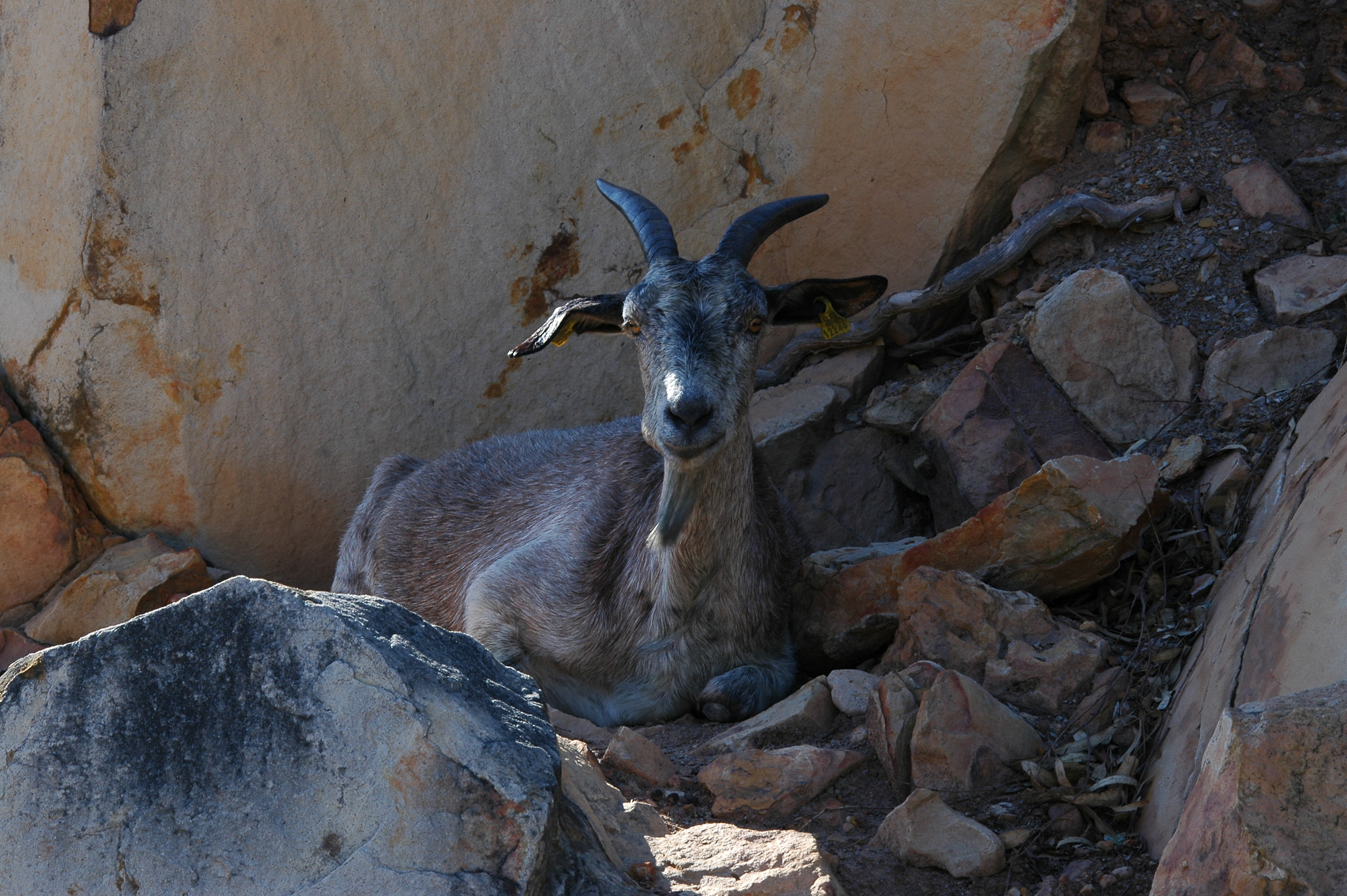 photos/wildlife/Mammal_Species/Domestic_goat/dsc_0359.jpg