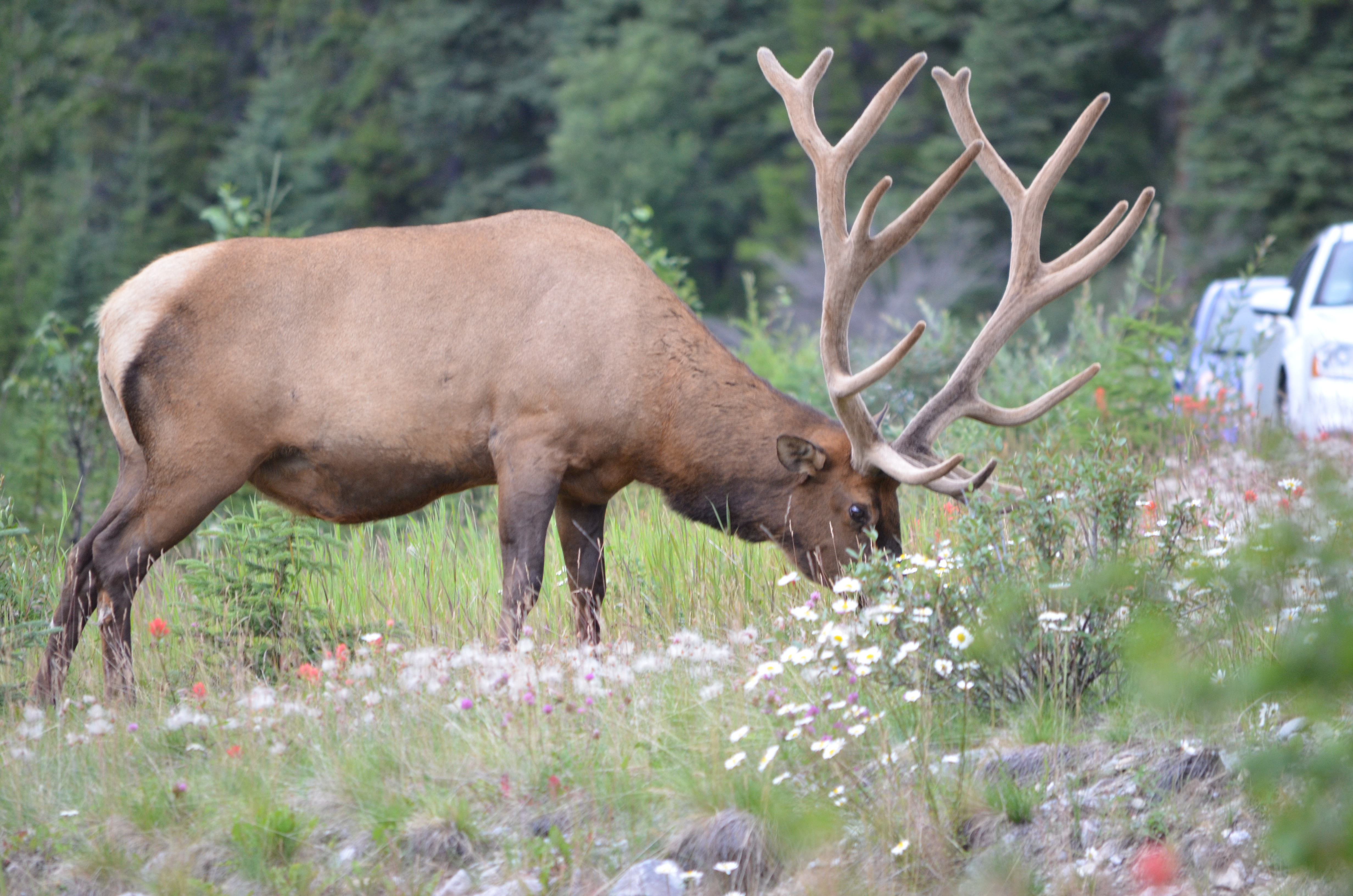 photos/wildlife/Mammal_Species/Elk/DSC_0658.JPG