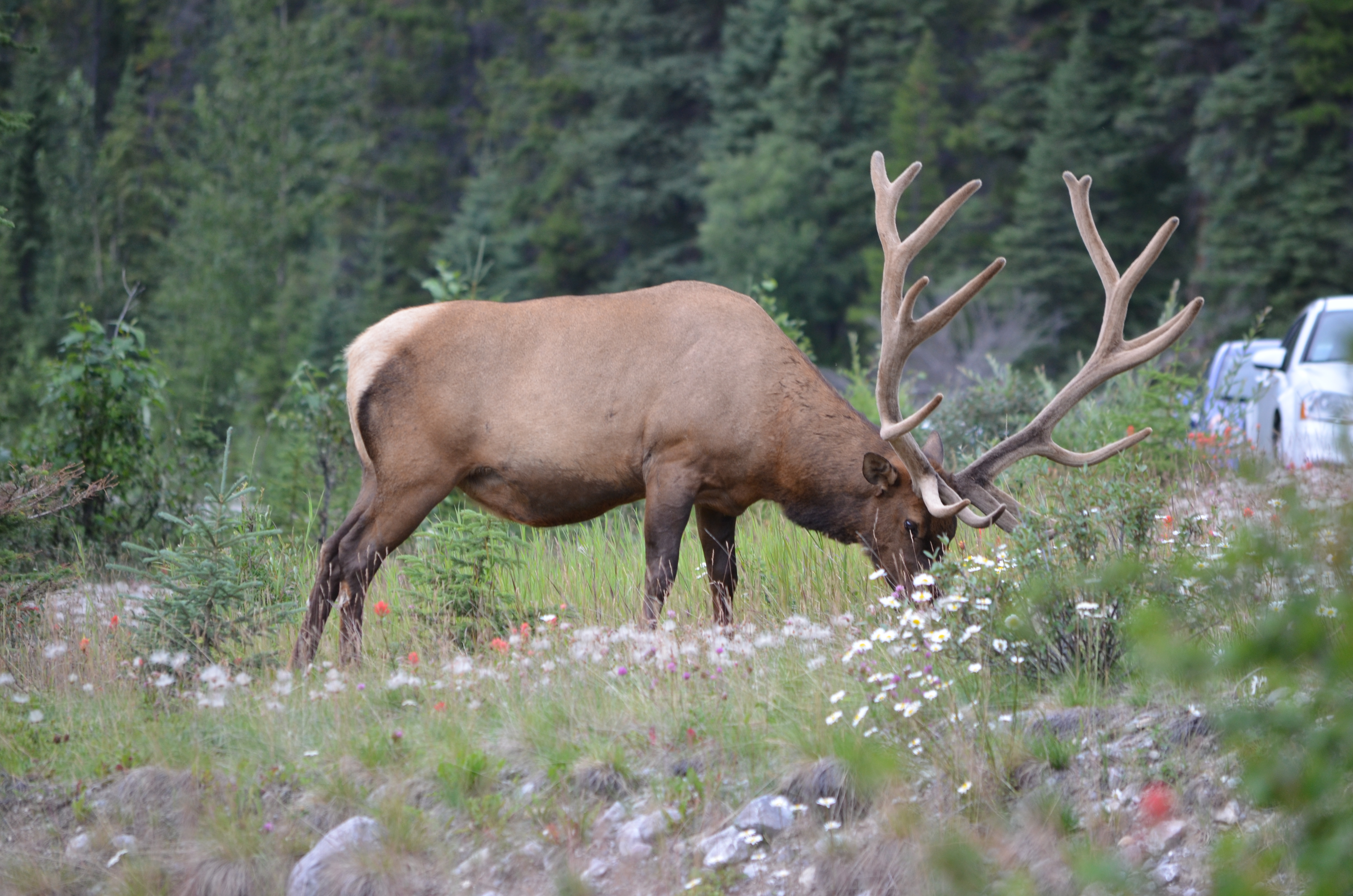 photos/wildlife/Mammal_Species/Elk/DSC_0659.JPG