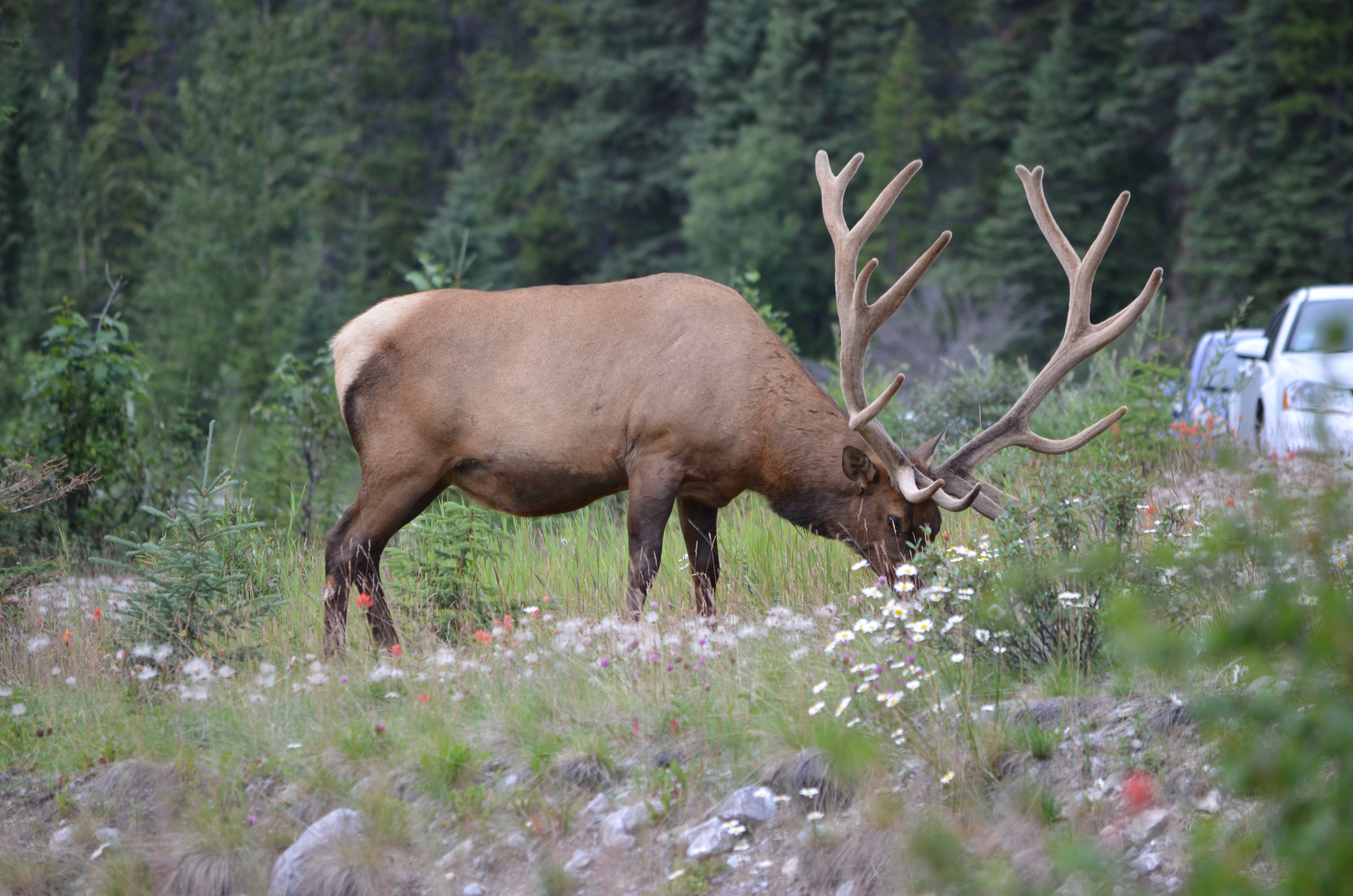 photos/wildlife/Mammal_Species/Elk/DSC_0660.JPG
